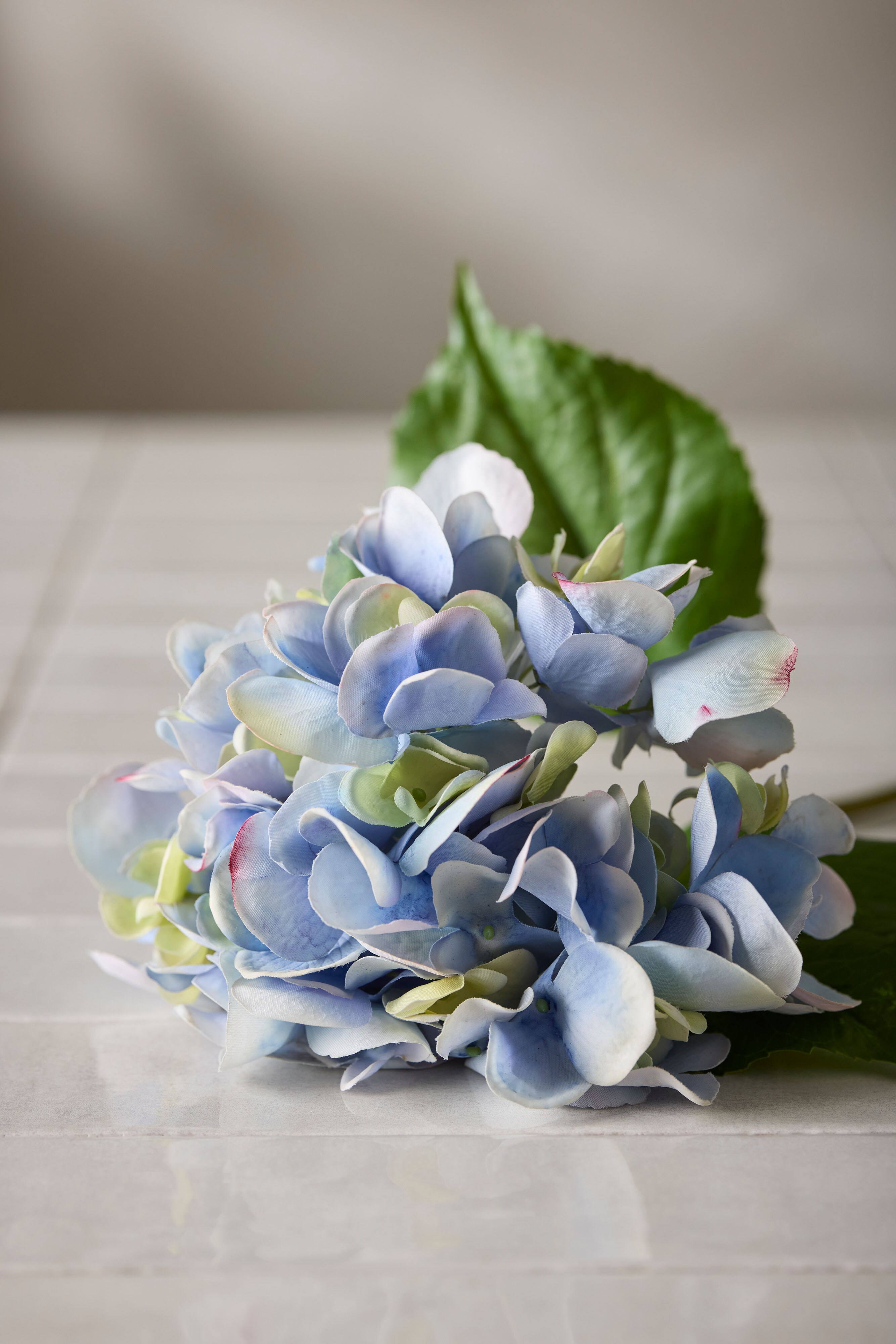Hortensia