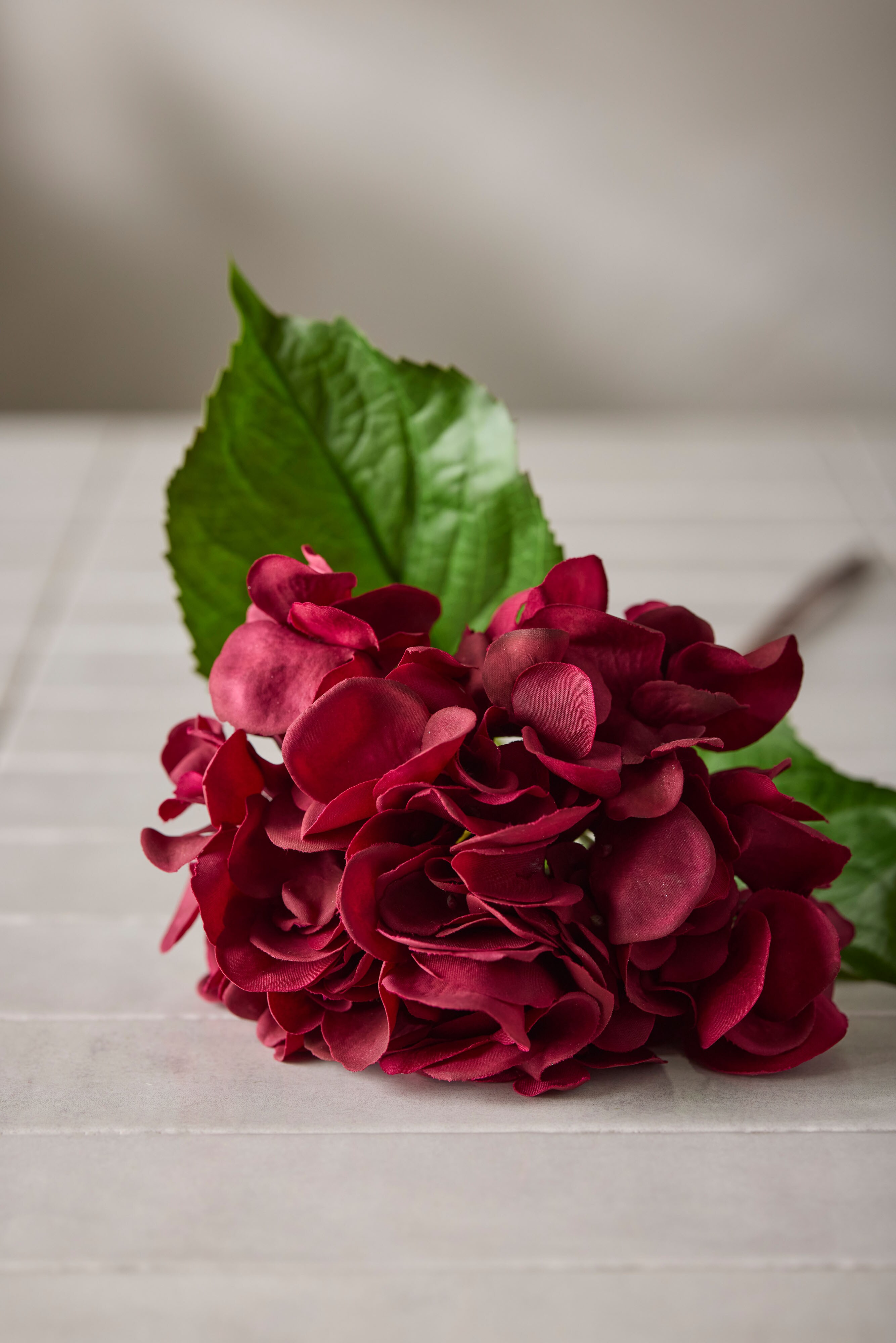 Hortensia