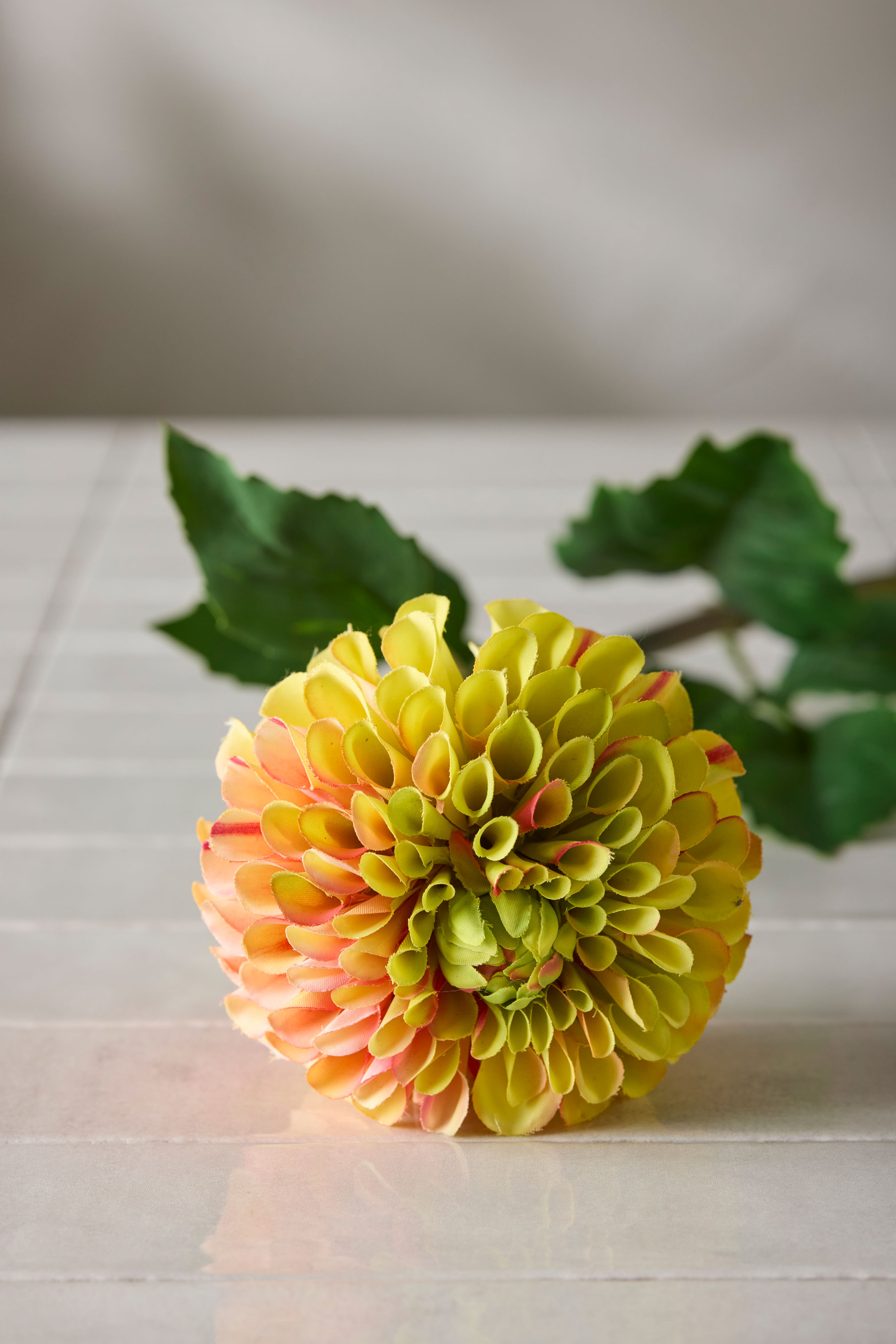 Dahlia