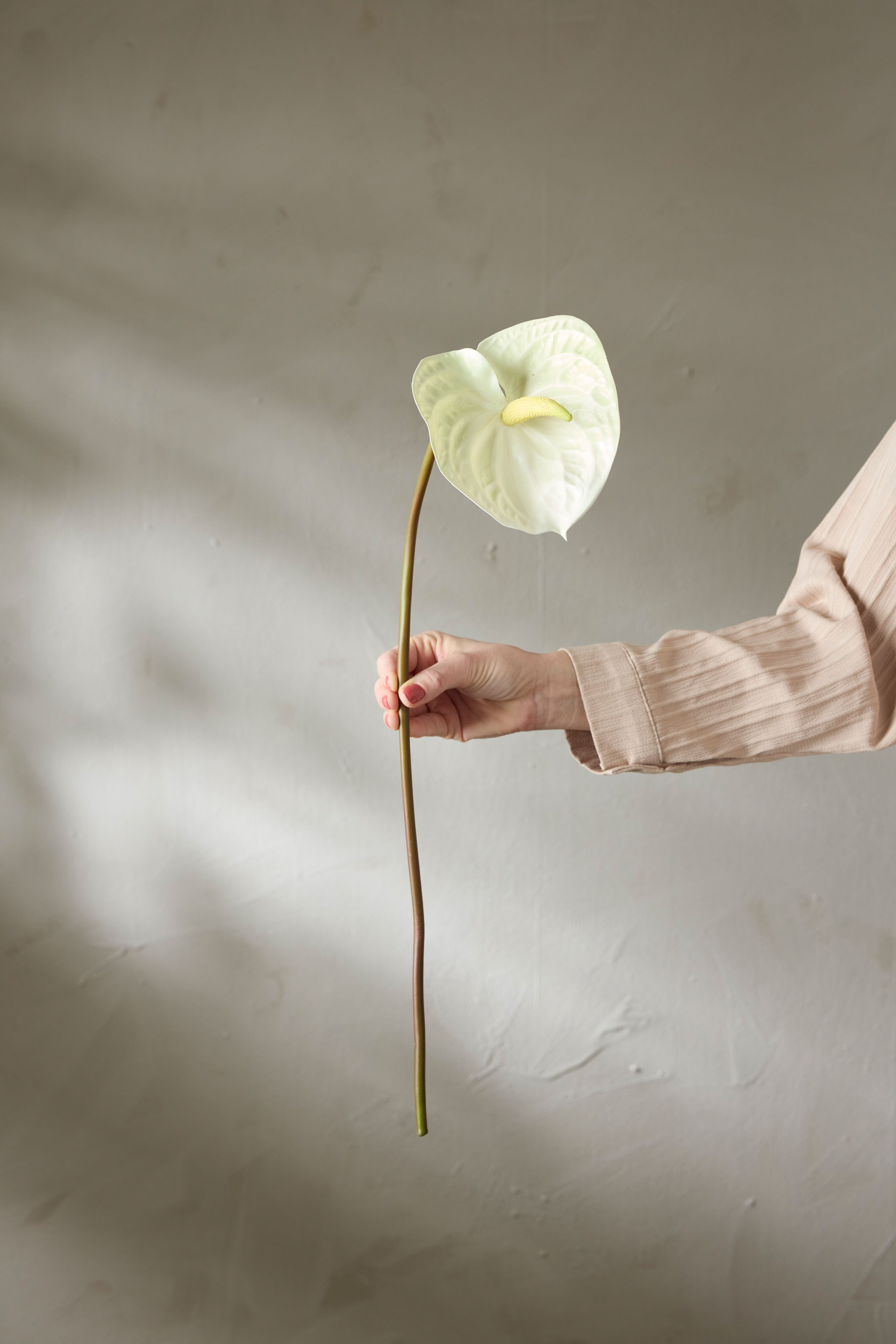Anthurium