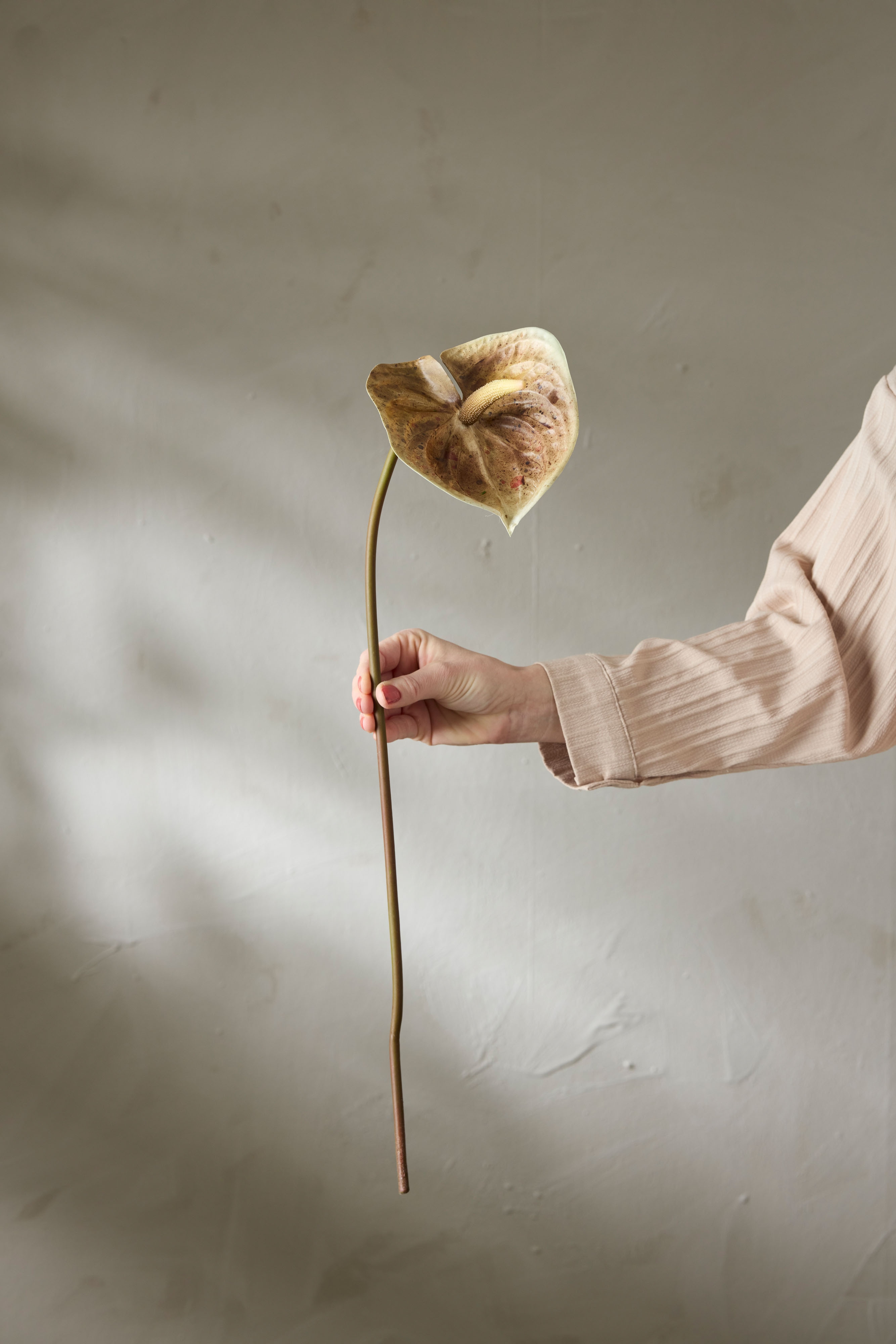 Anthurium