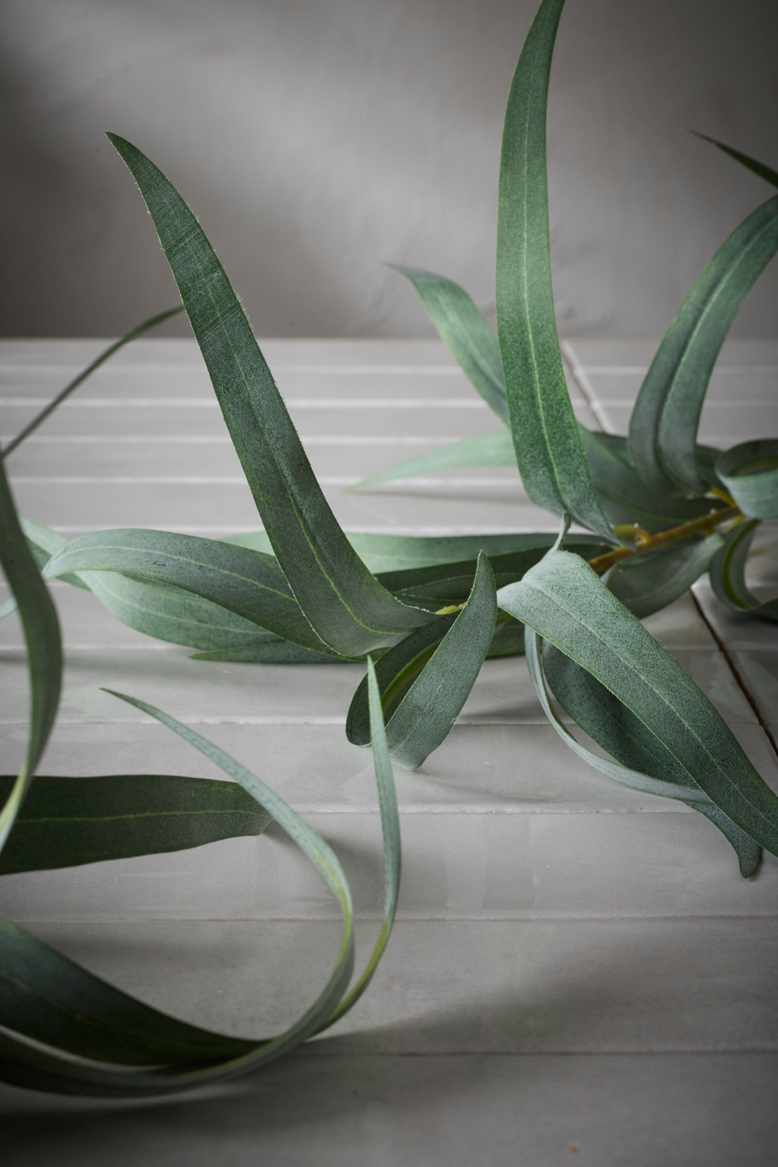 Eucalyptus
