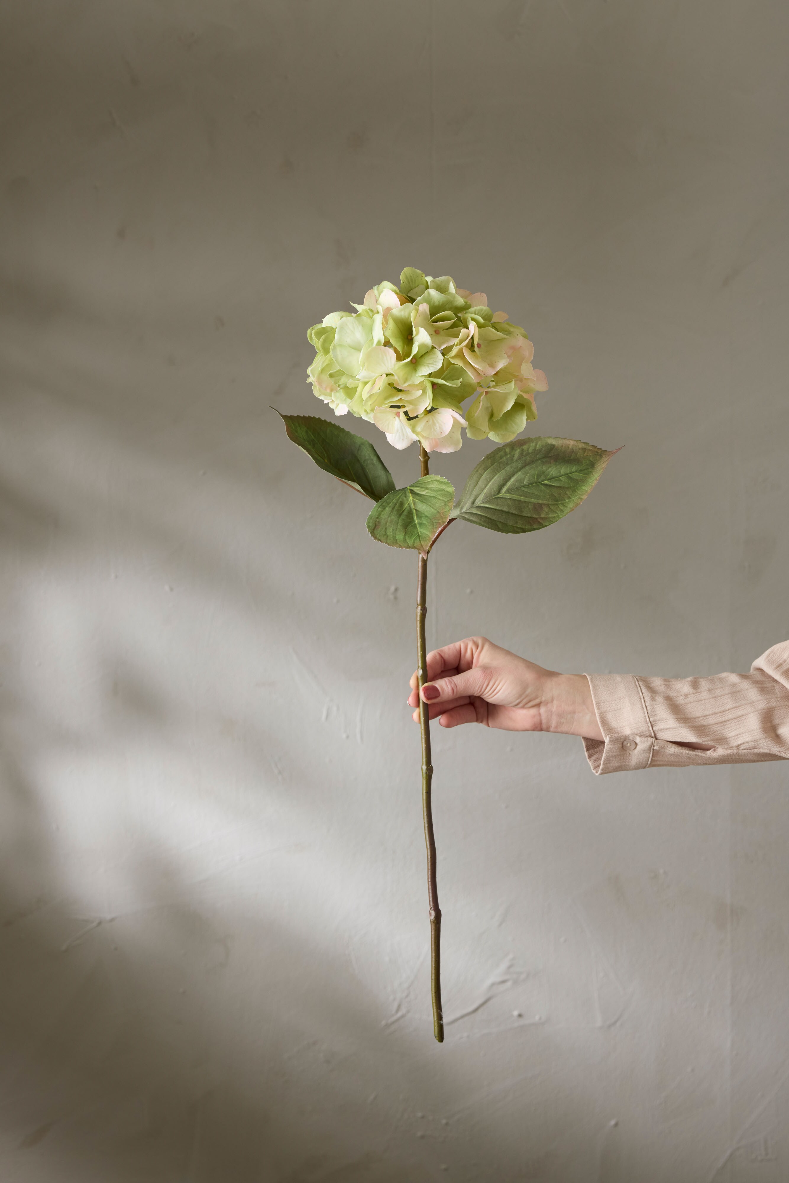 Hortensia