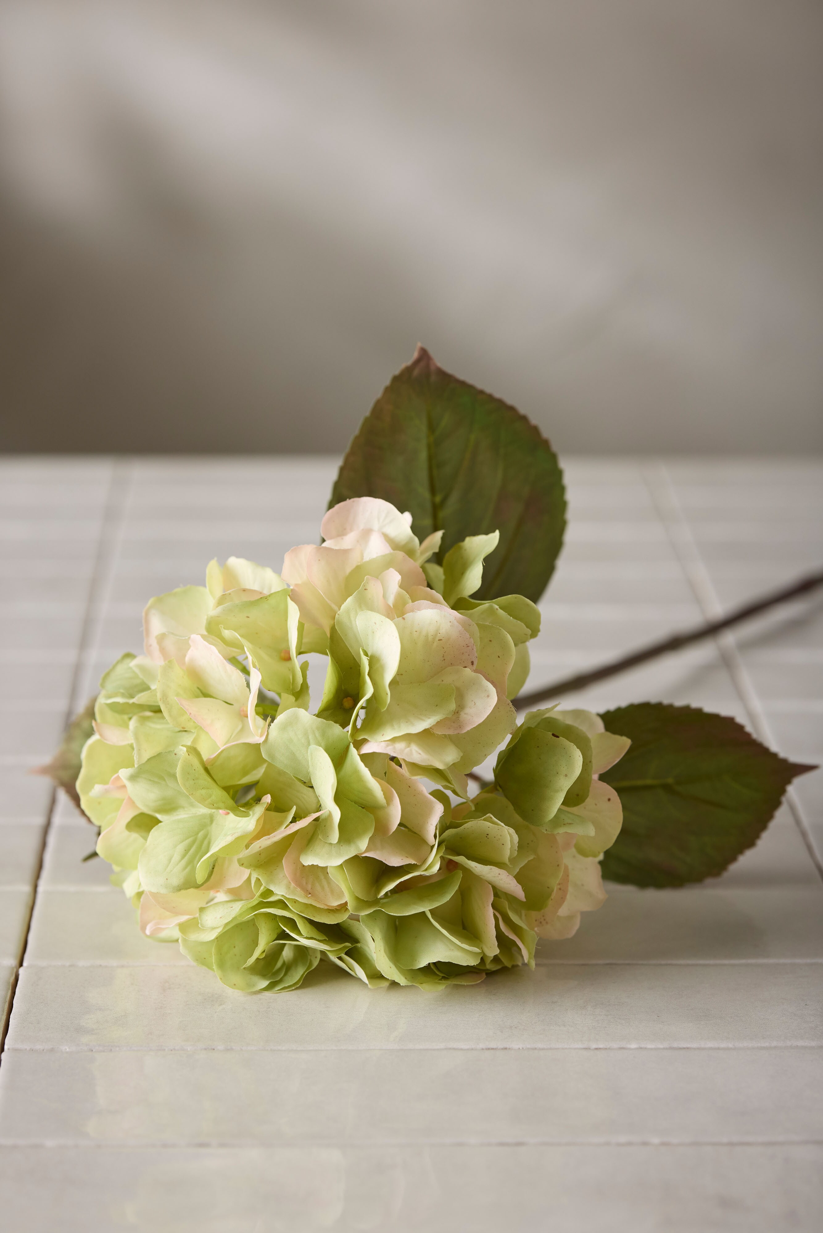 Hortensia