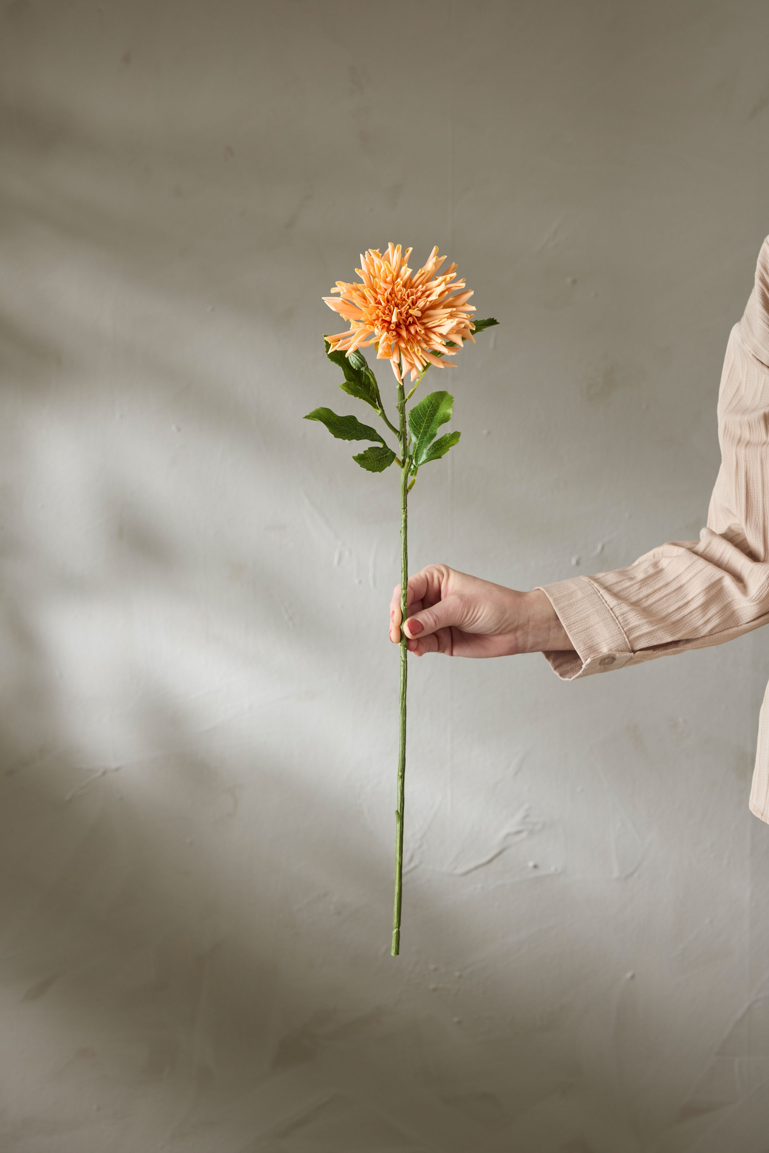 Chrysanthemum