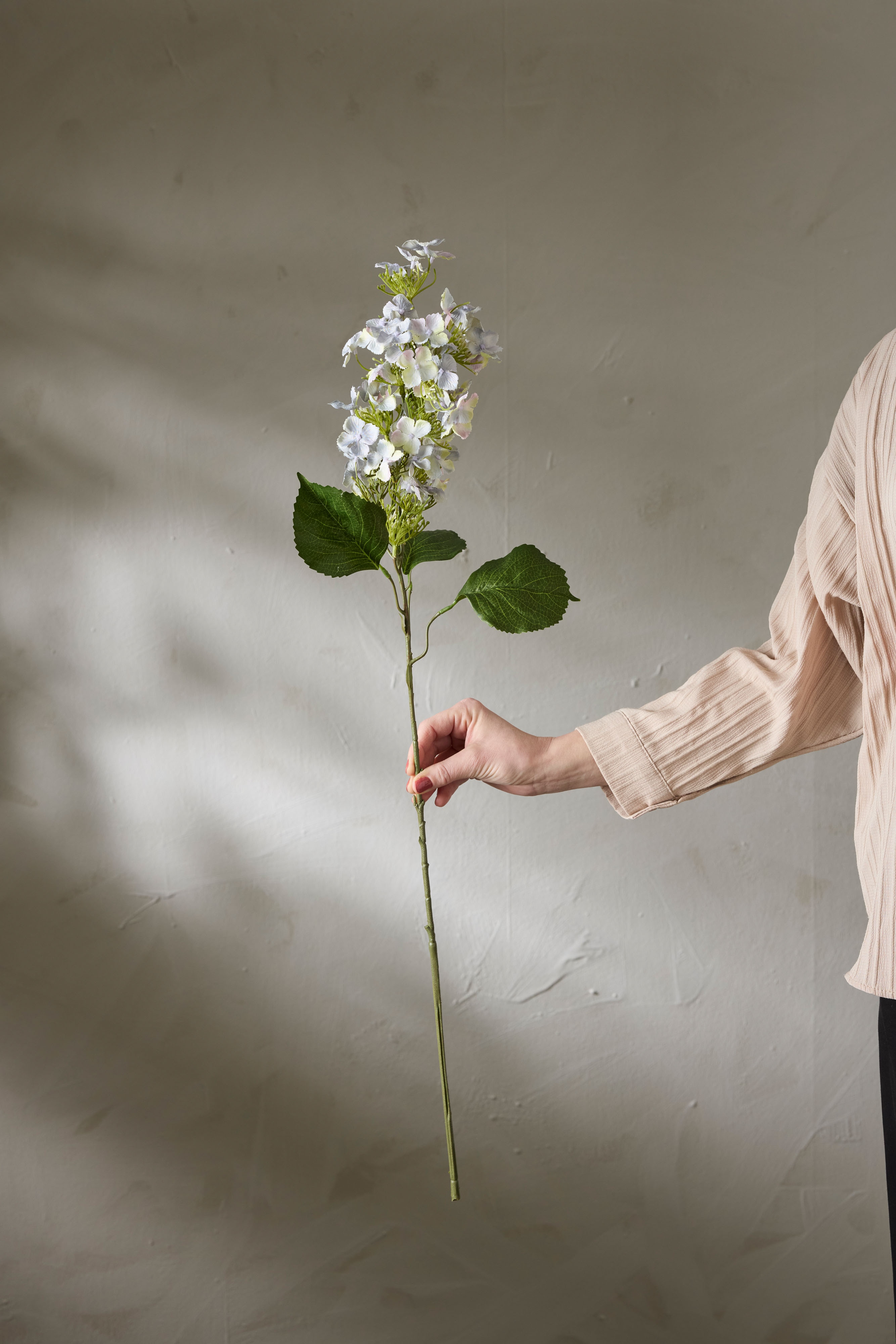 Syrénhortensia