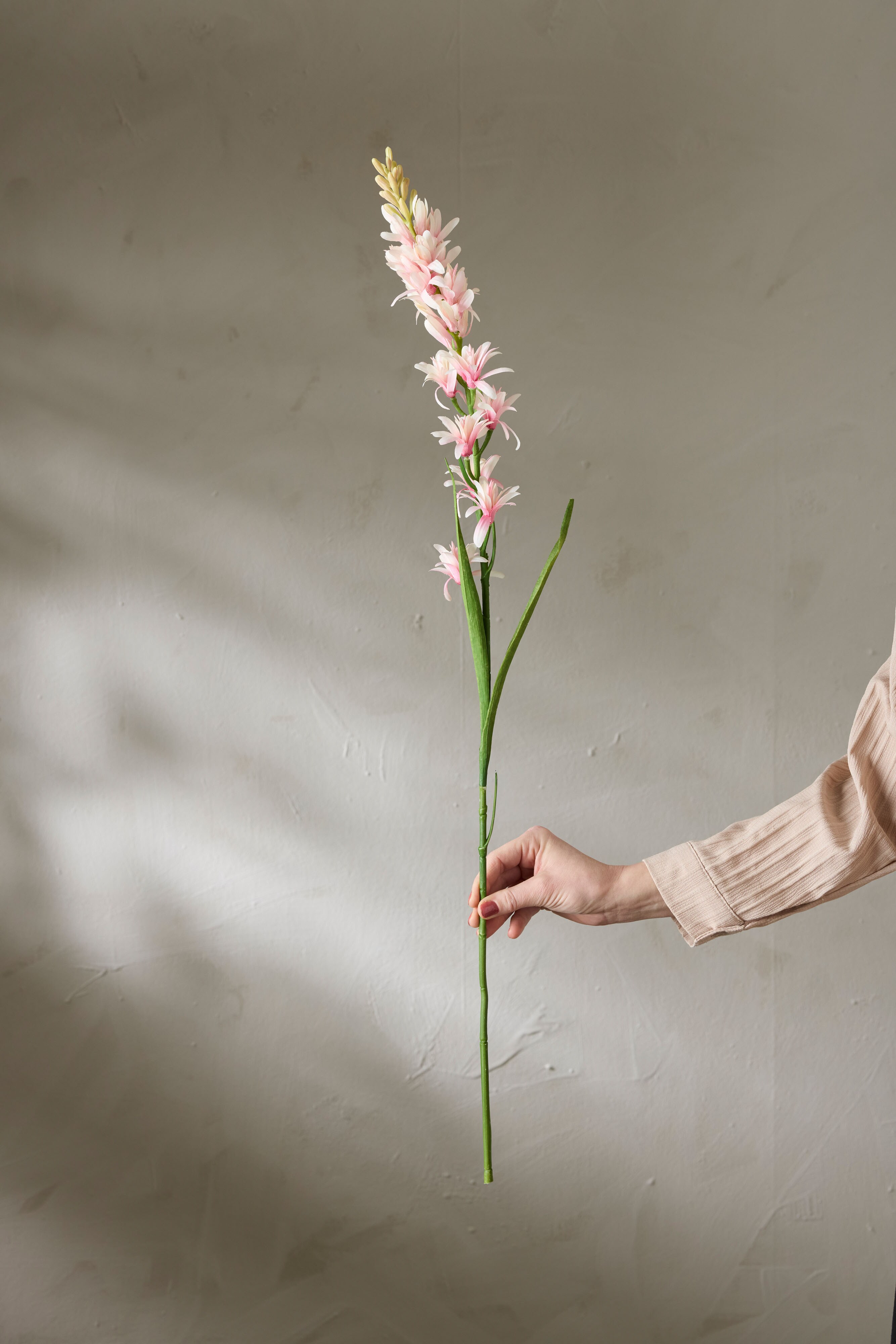 Tuberosa