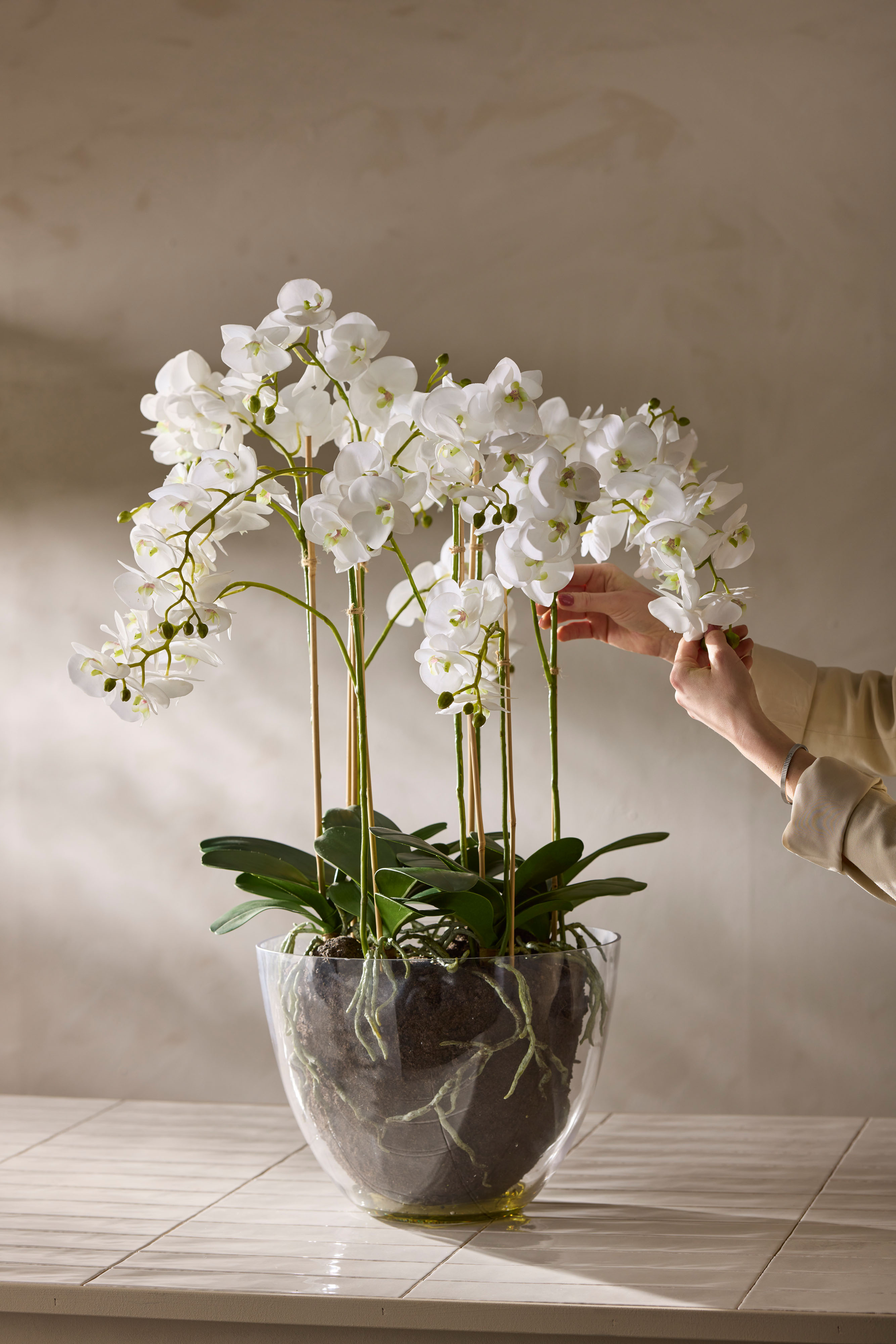 Phalaenopsis