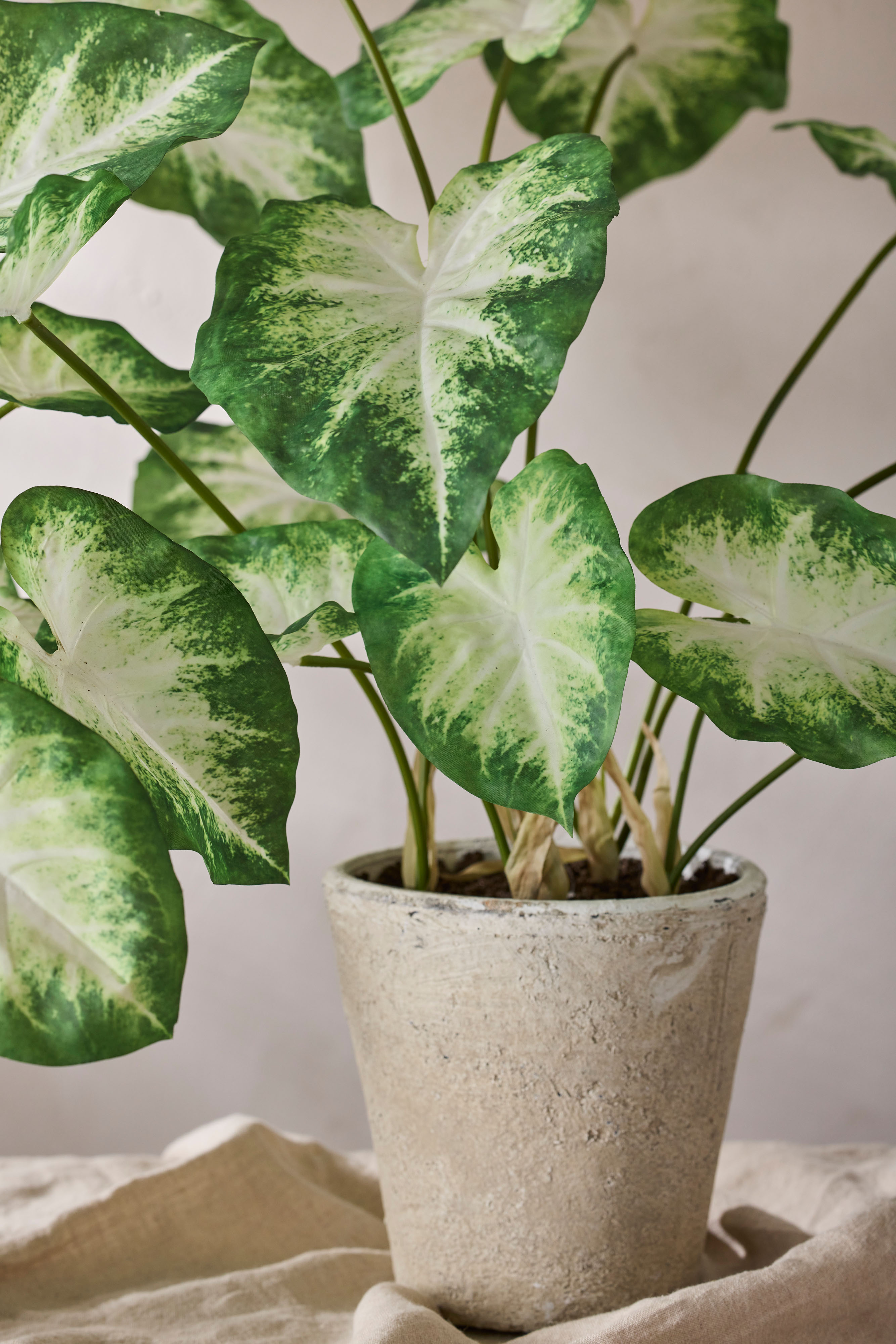 Caladium