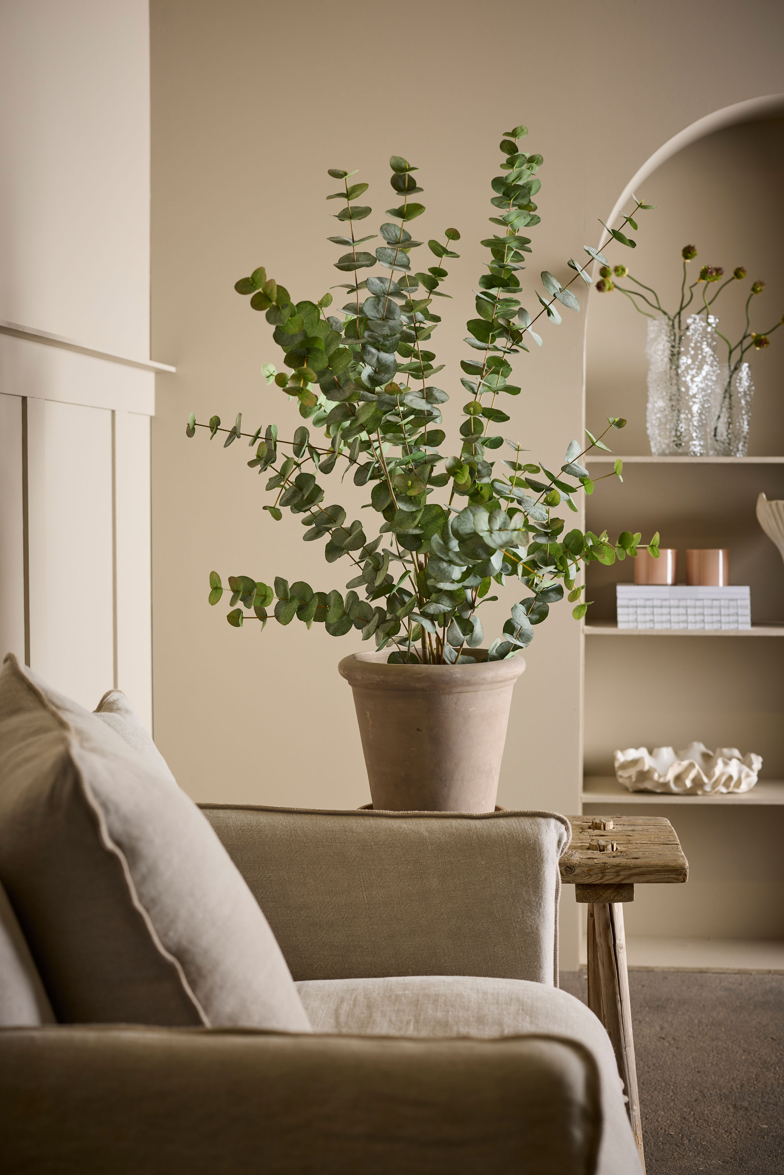 Eucalyptus