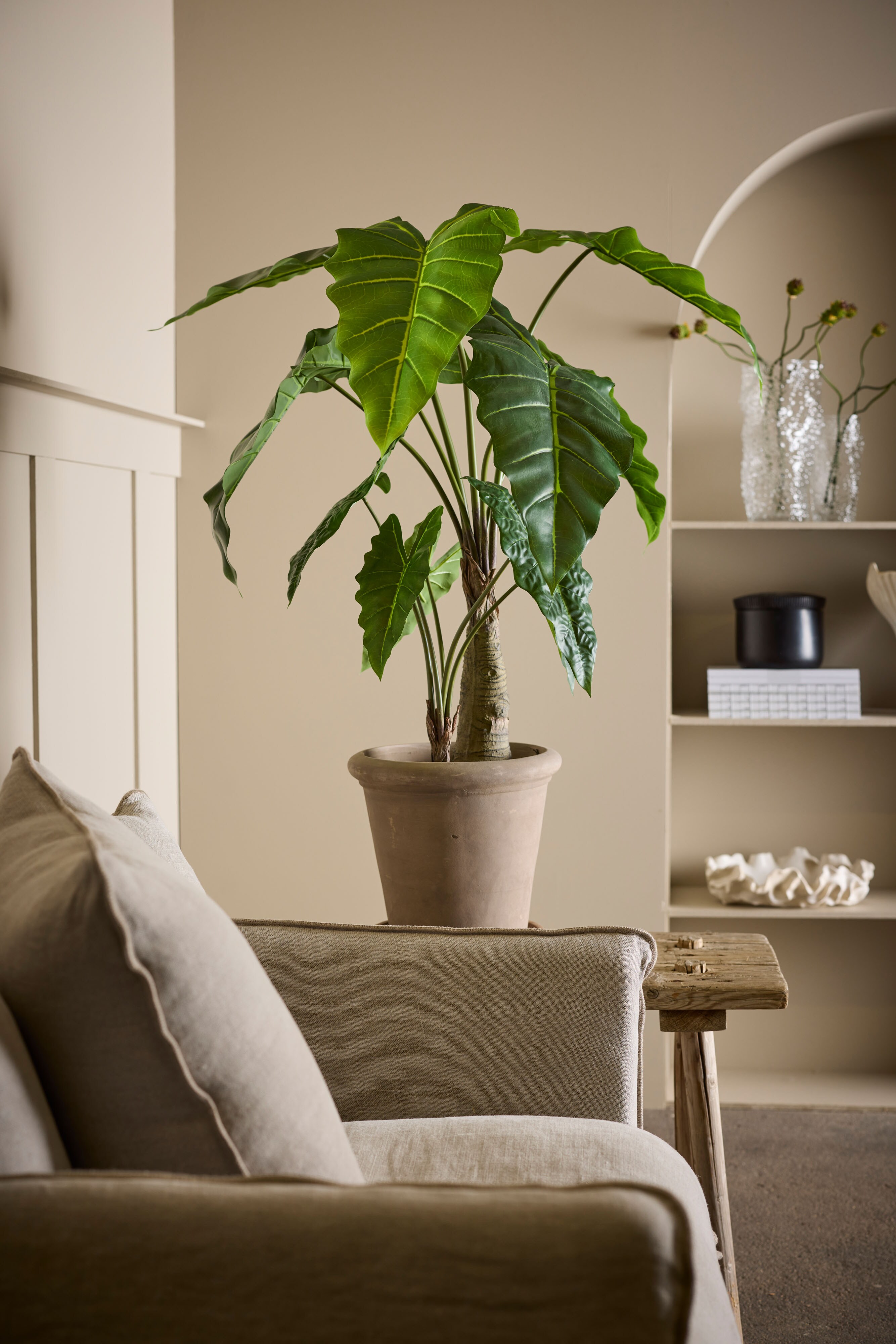 Alocasia 