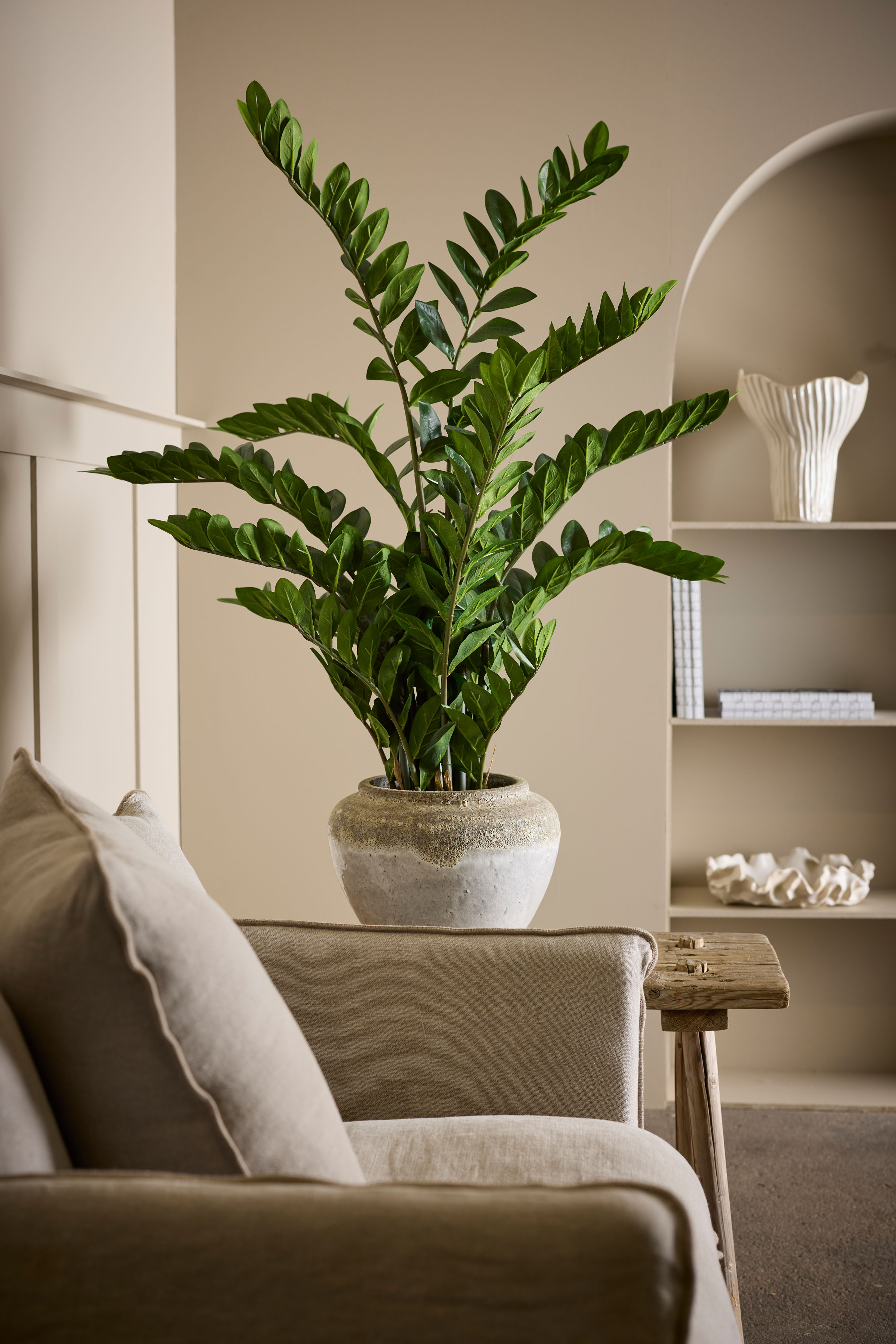 Zamifolia i kruka