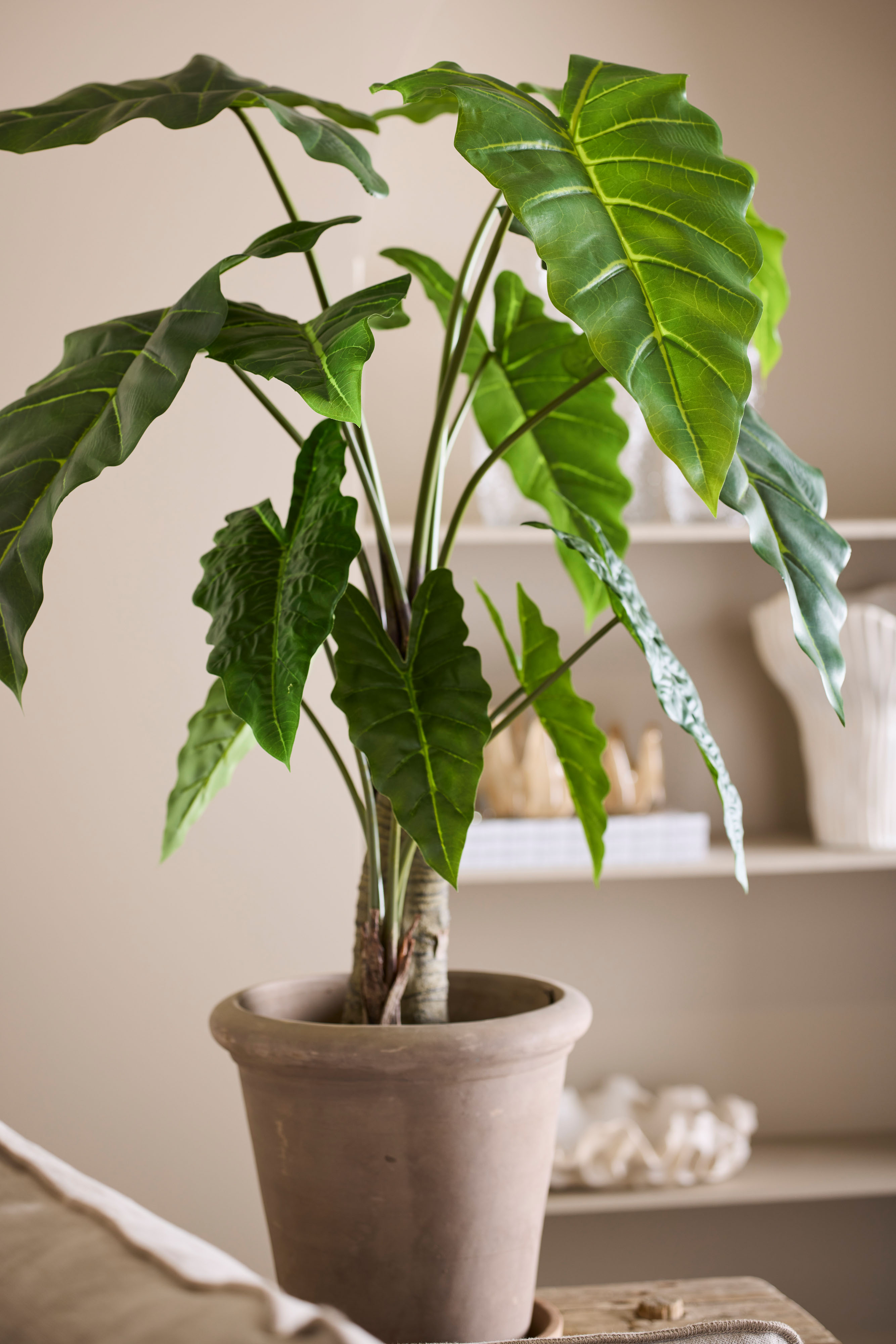 Alocasia 