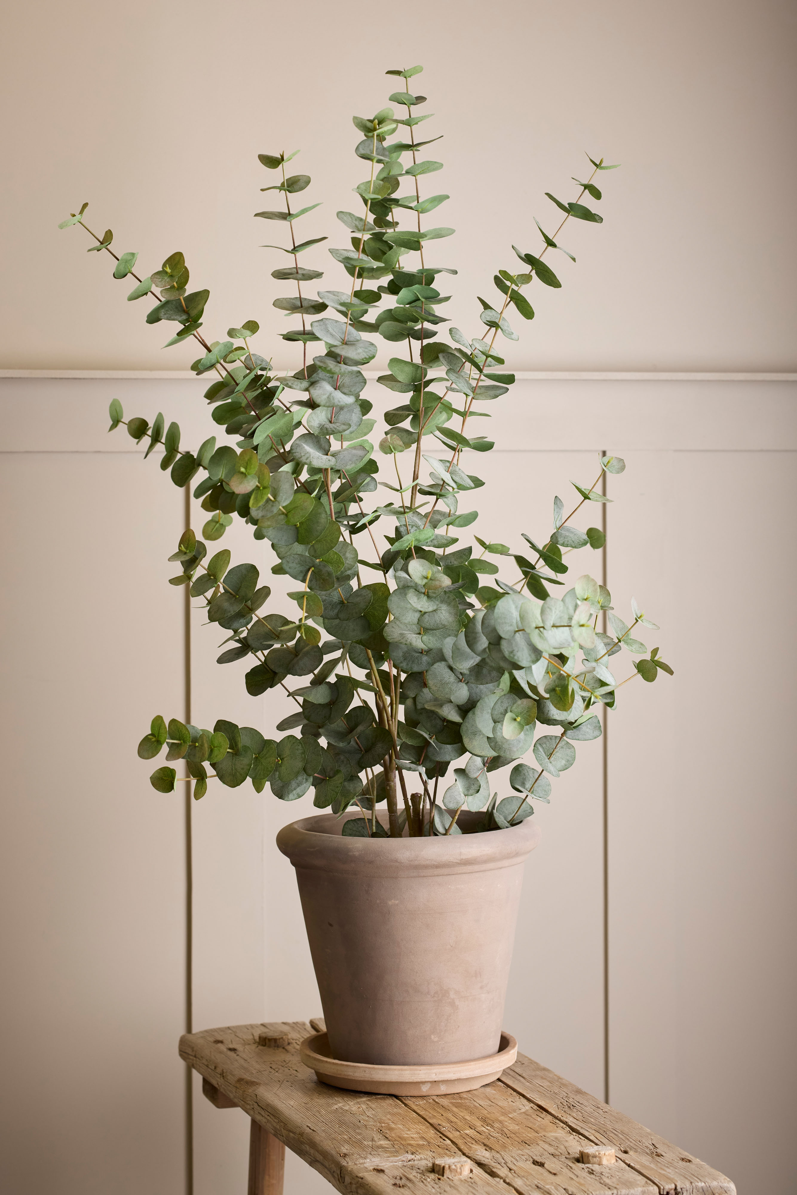 Eucalyptus