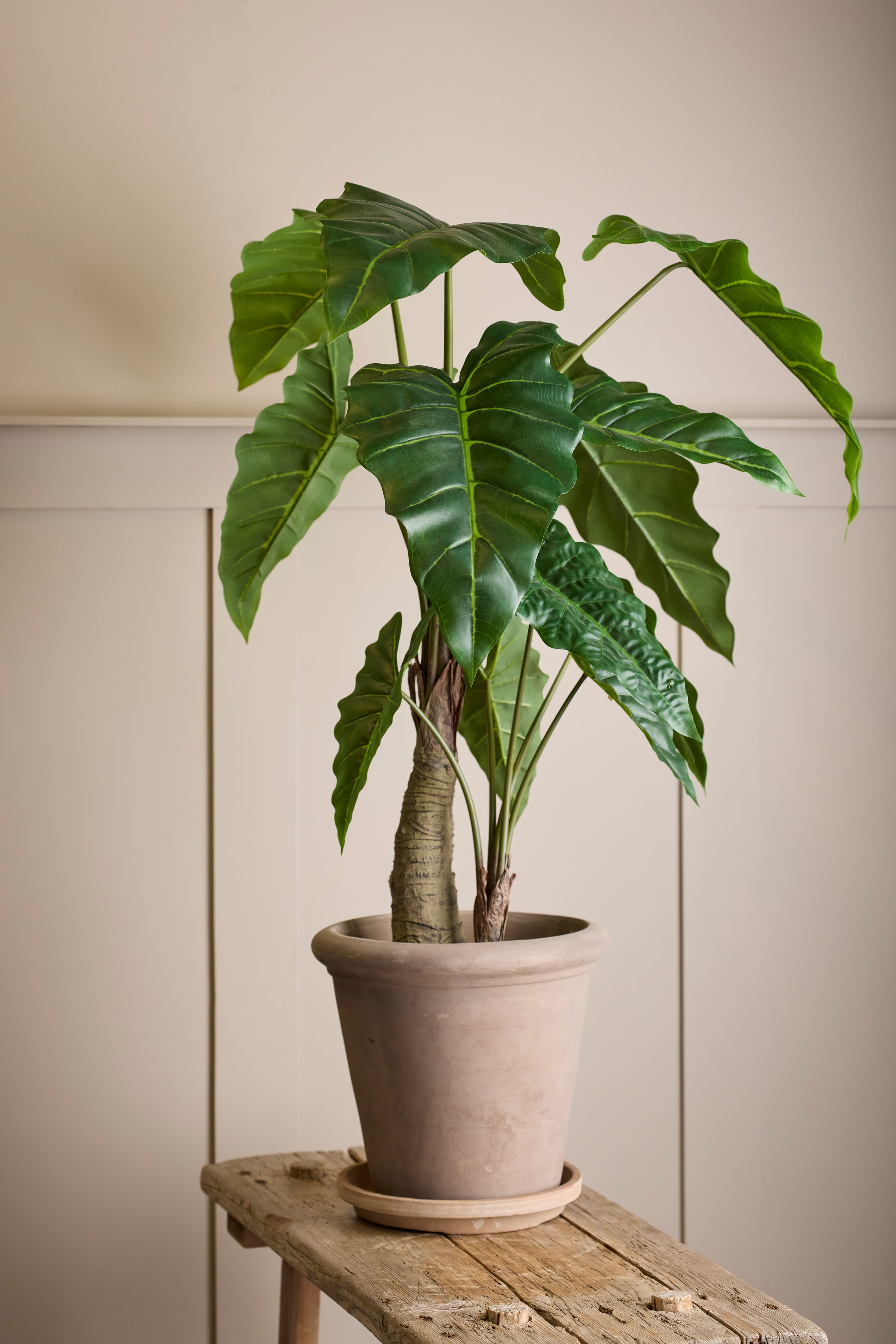 Alocasia 
