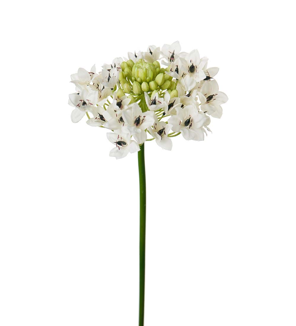 Arabicum
