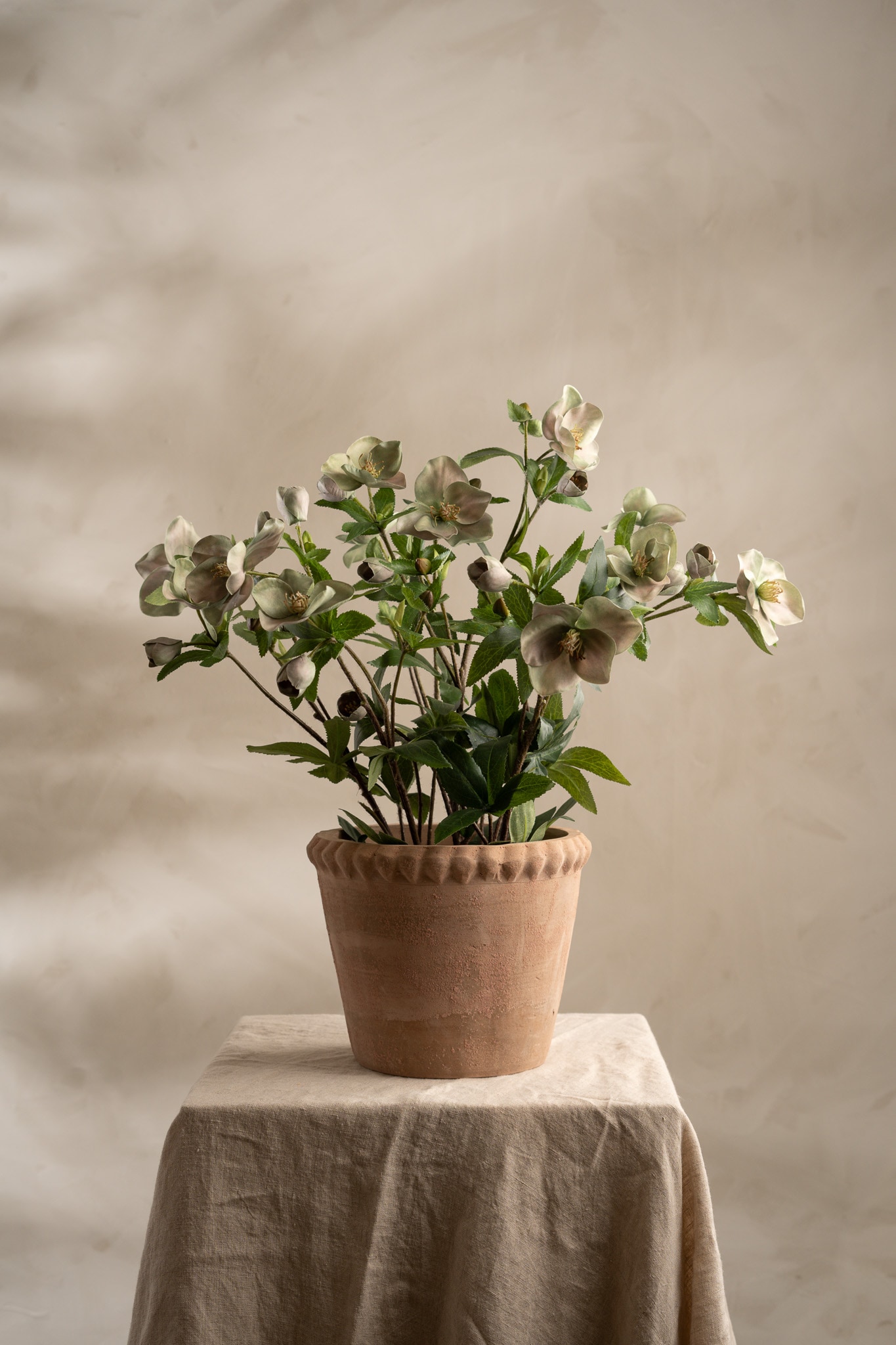 Helleborus i kruka