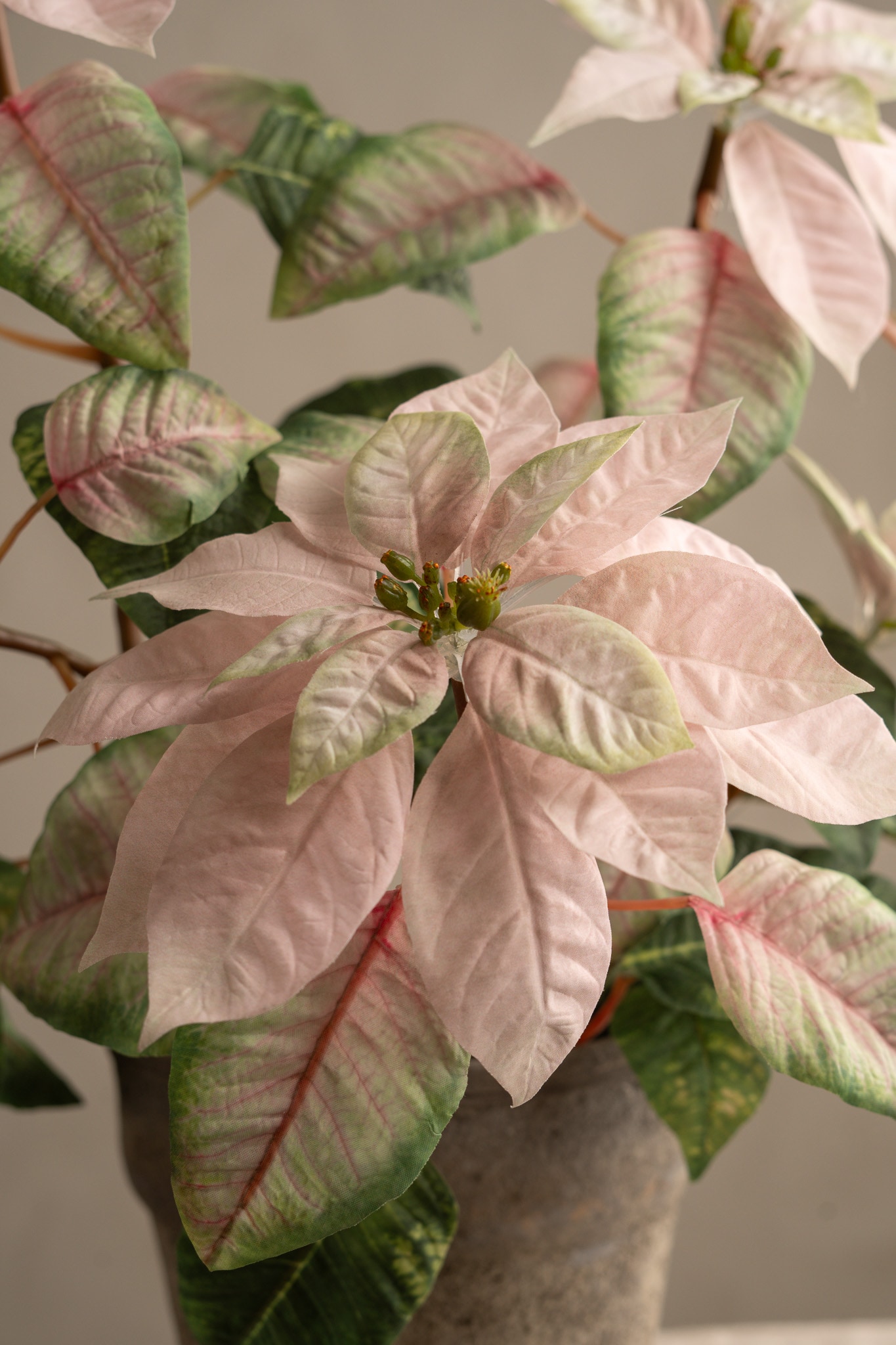 Höststjärna i kruka