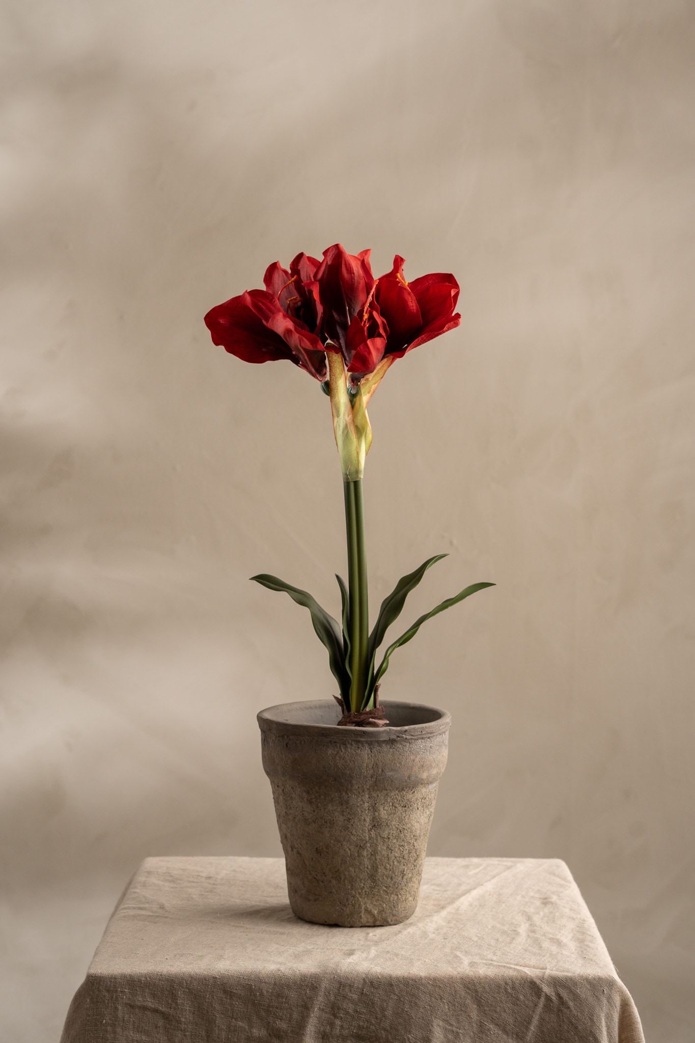Amaryllis i kruka