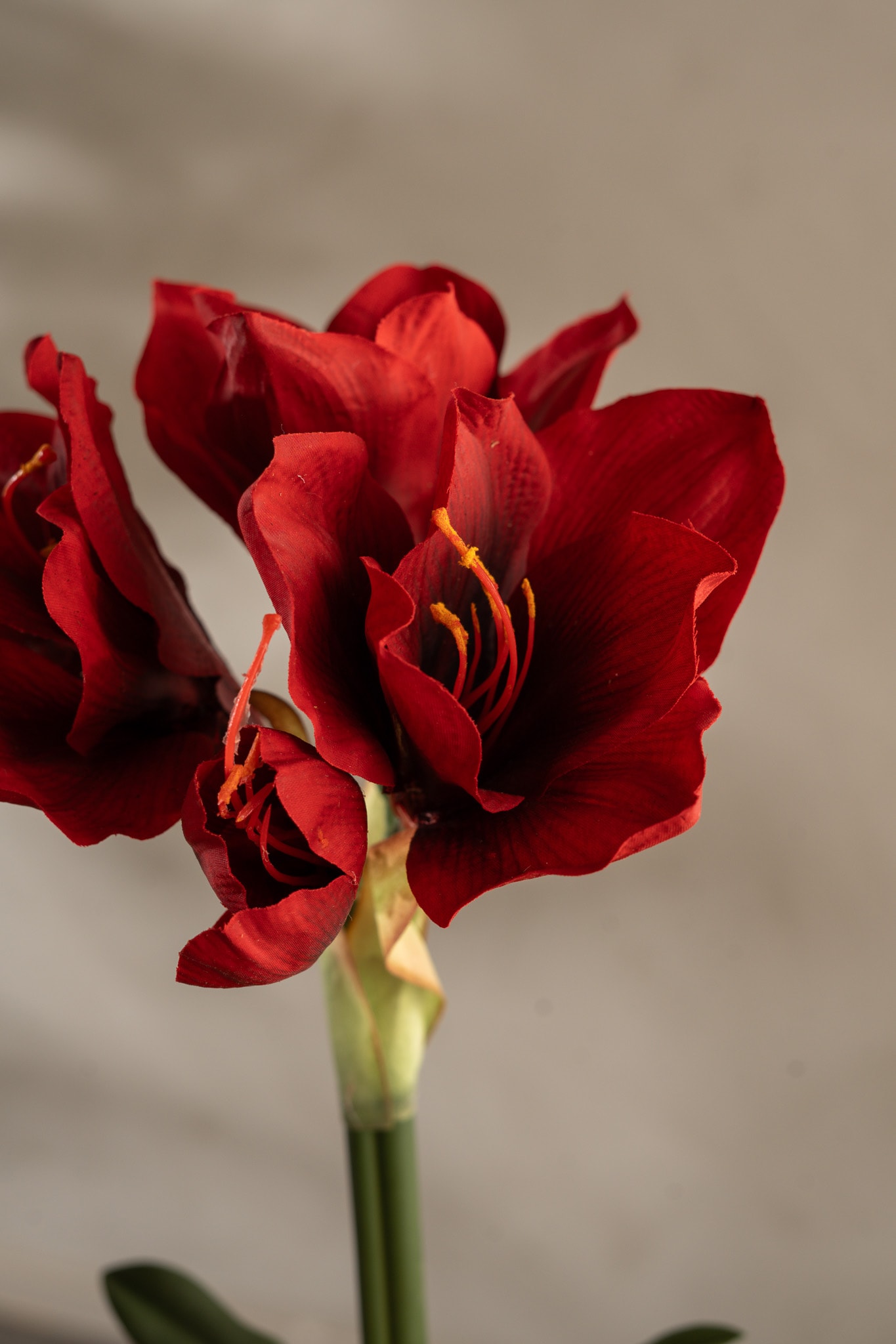 Amaryllis i kruka