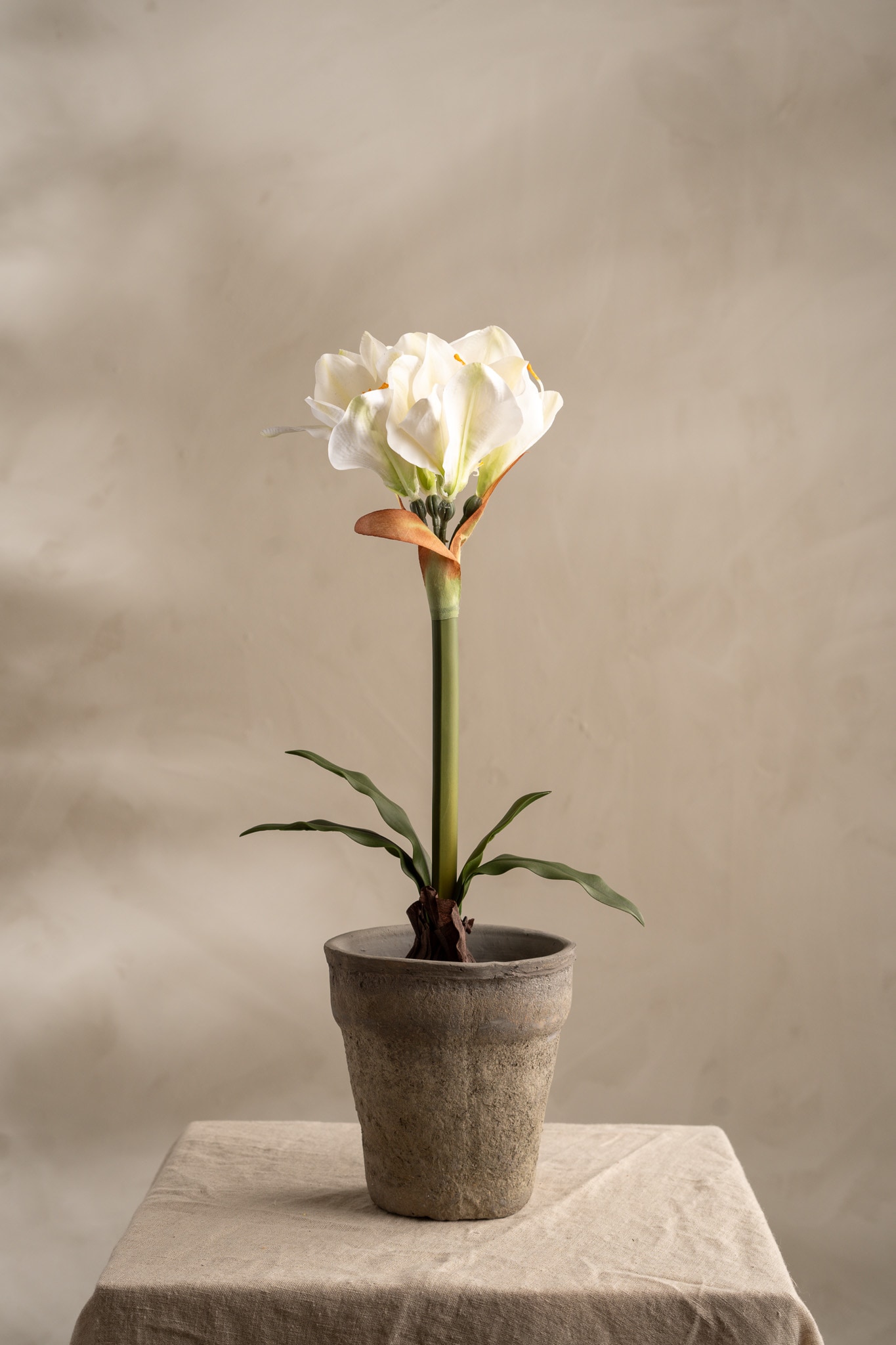 Amaryllis i kruka