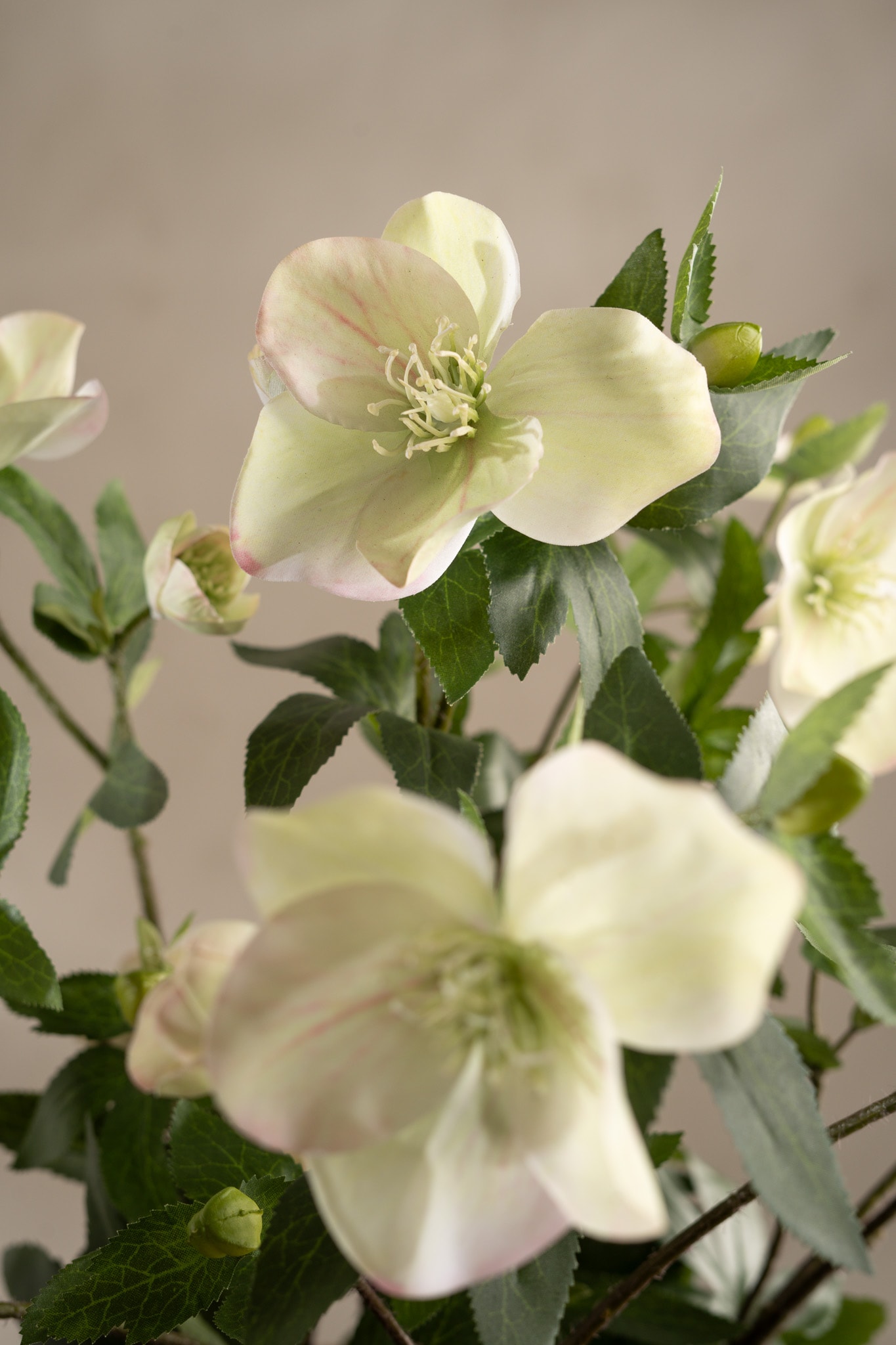Helleborus i kruka