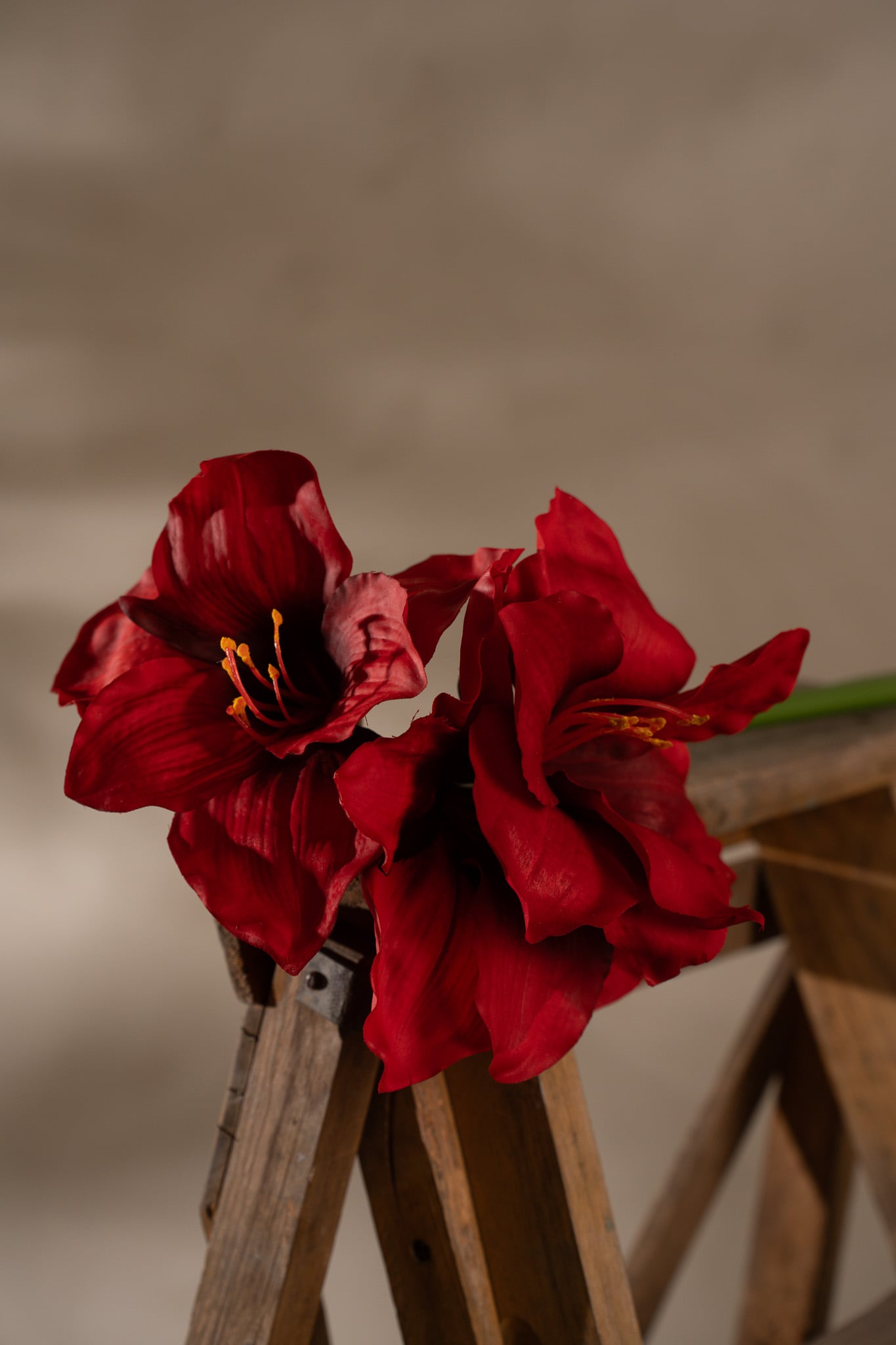 Amaryllis