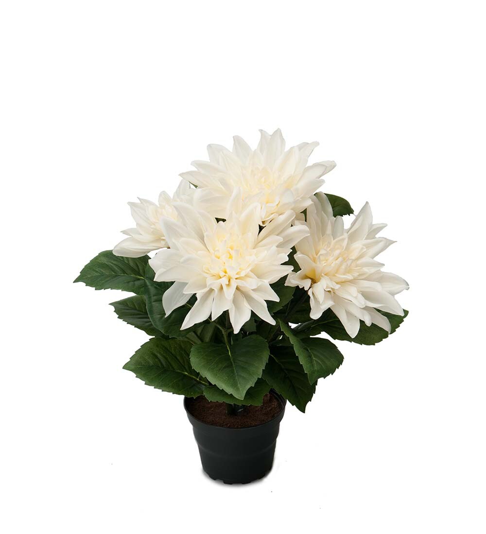 Dahlia