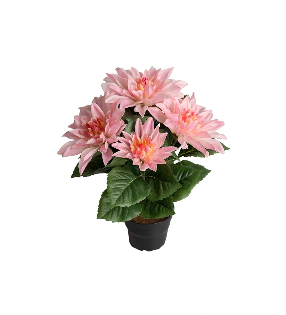 Dahlia