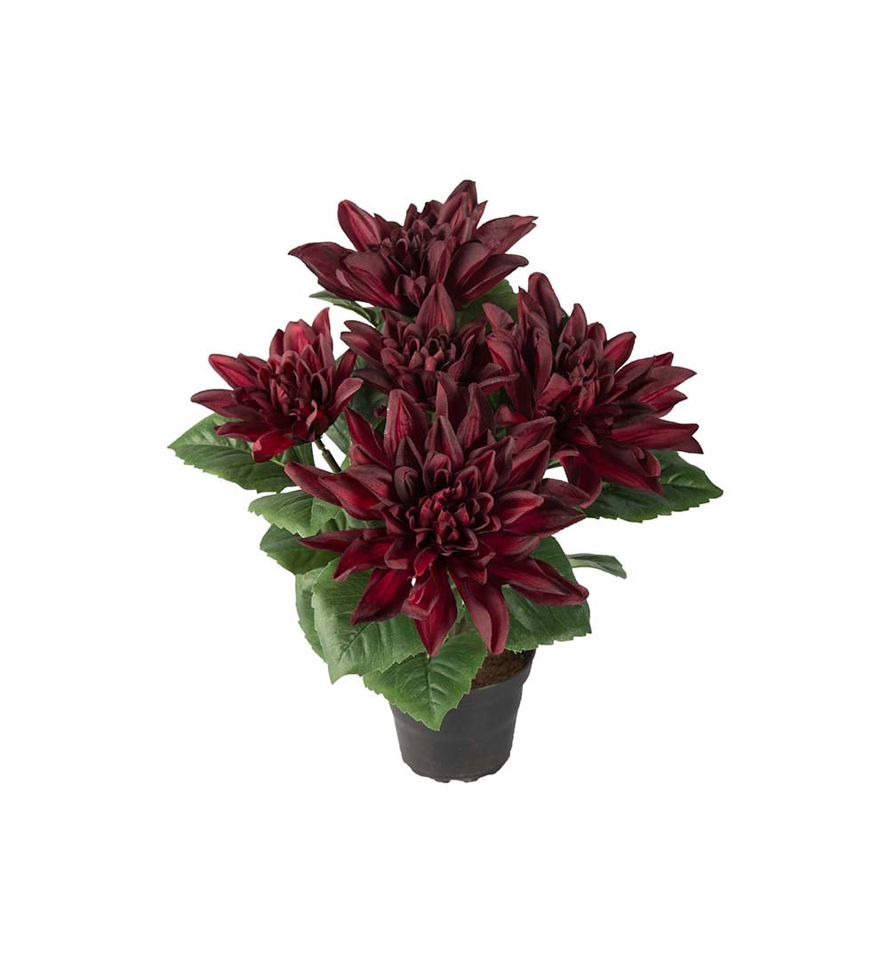 Dahlia