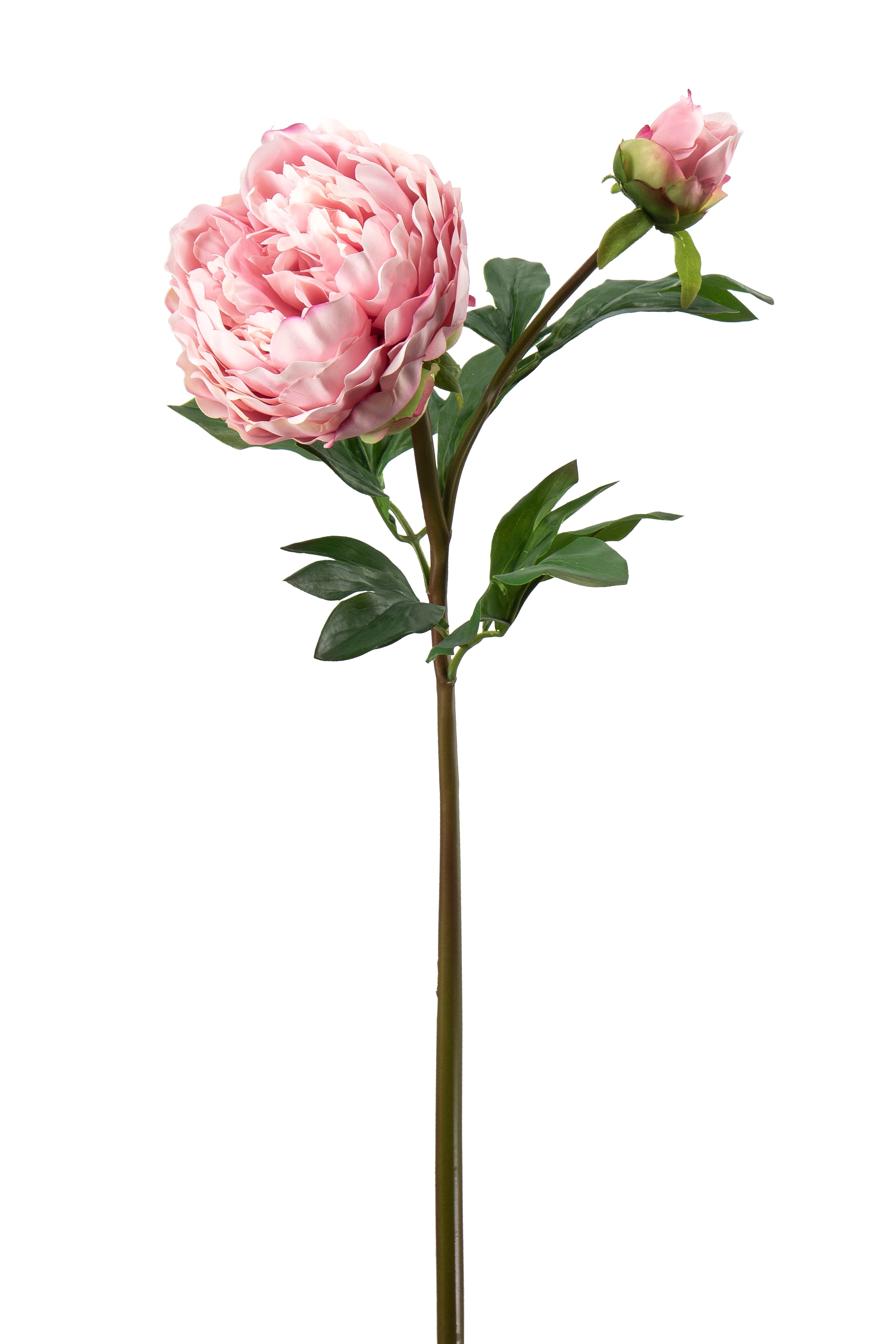 Pion