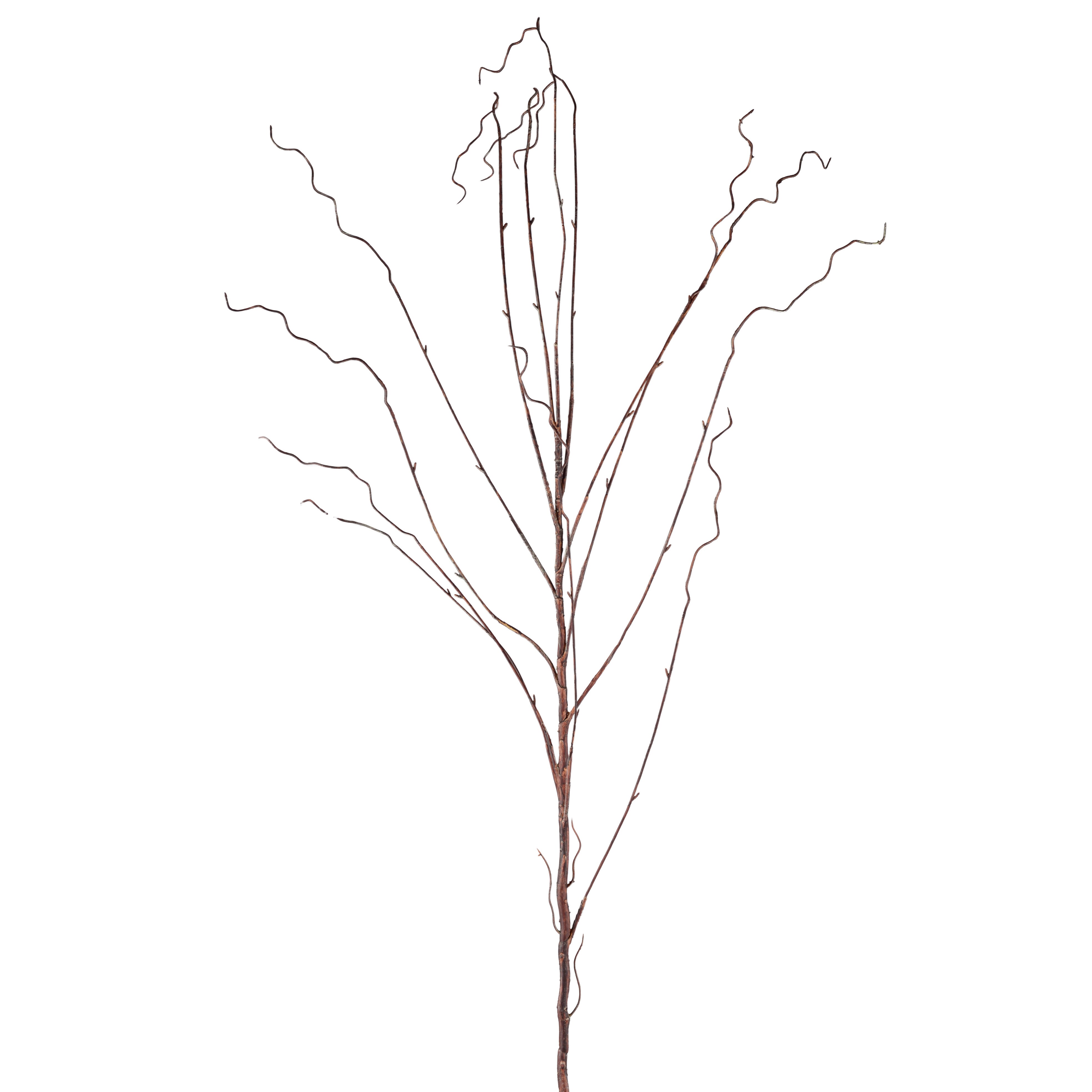 Salix kvist