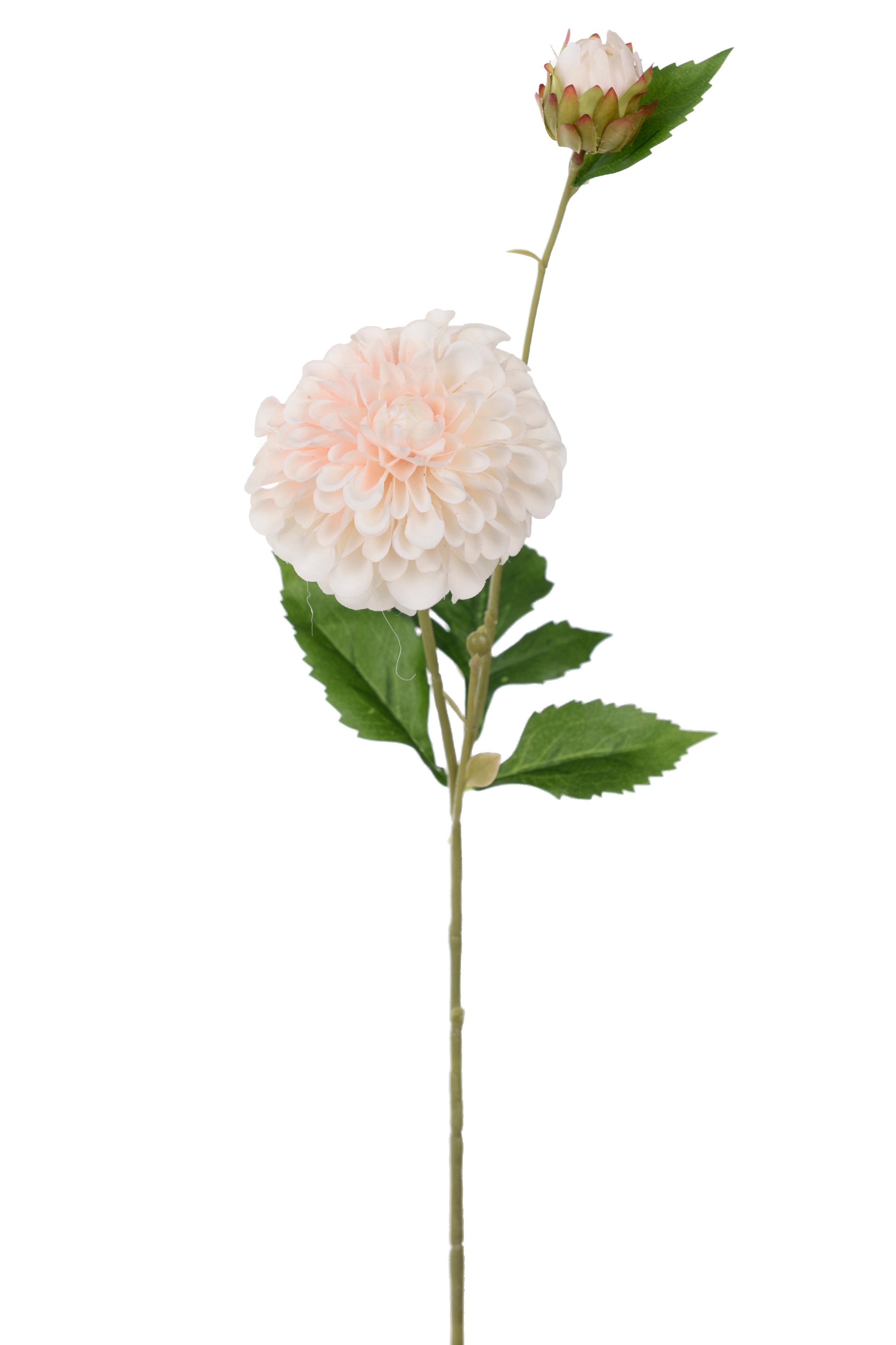 Dahlia