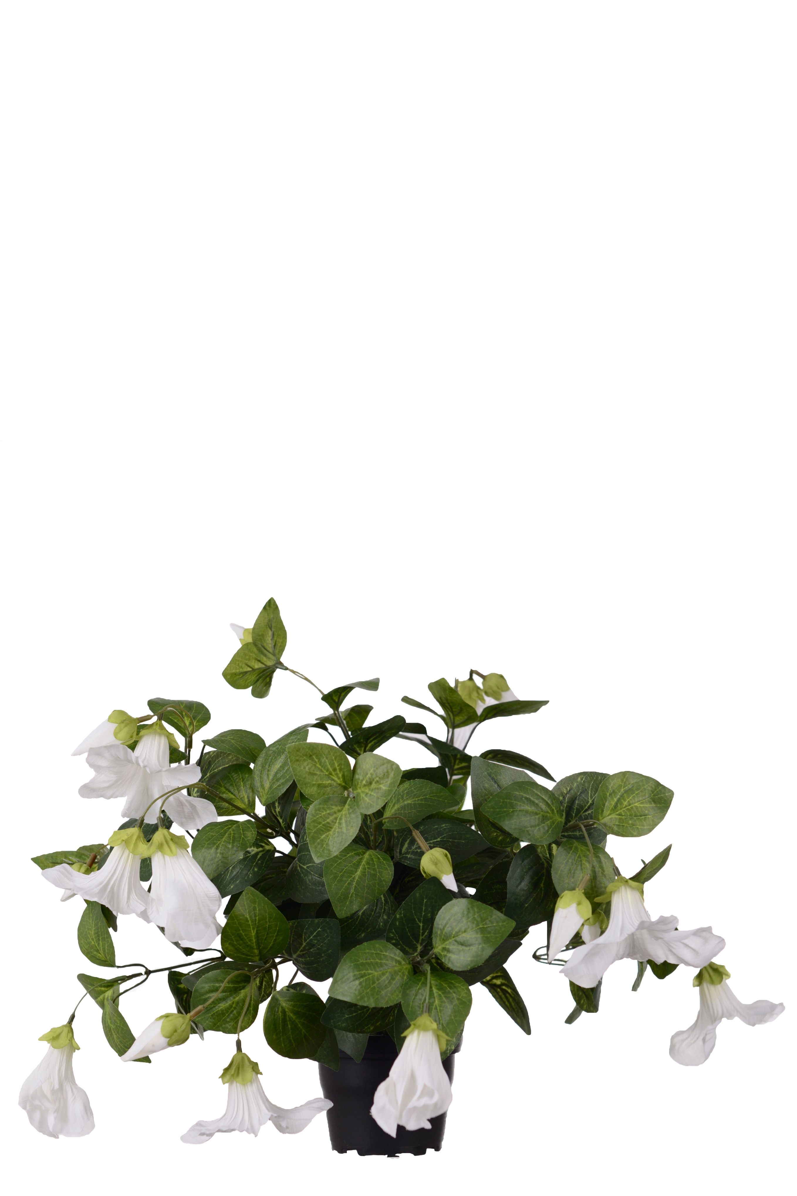 Petunia