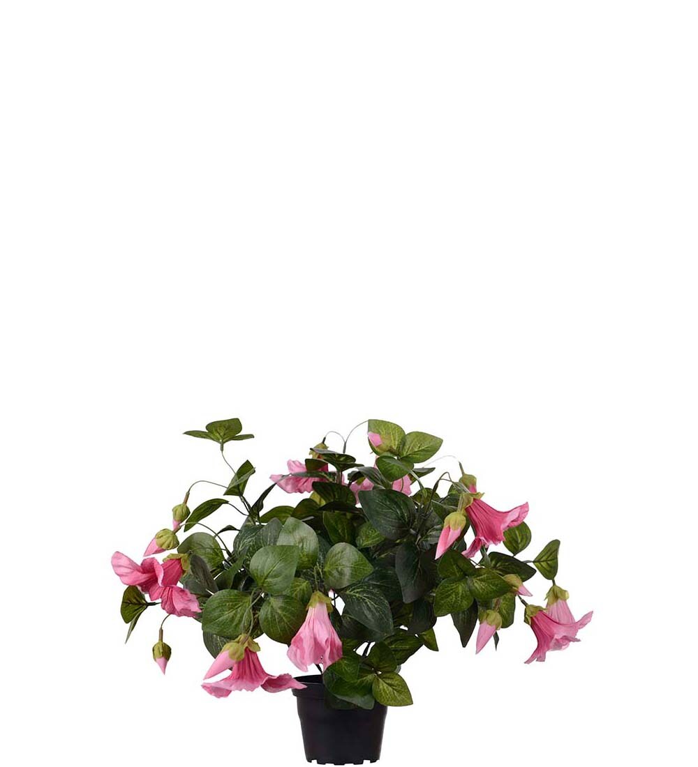 Petunia