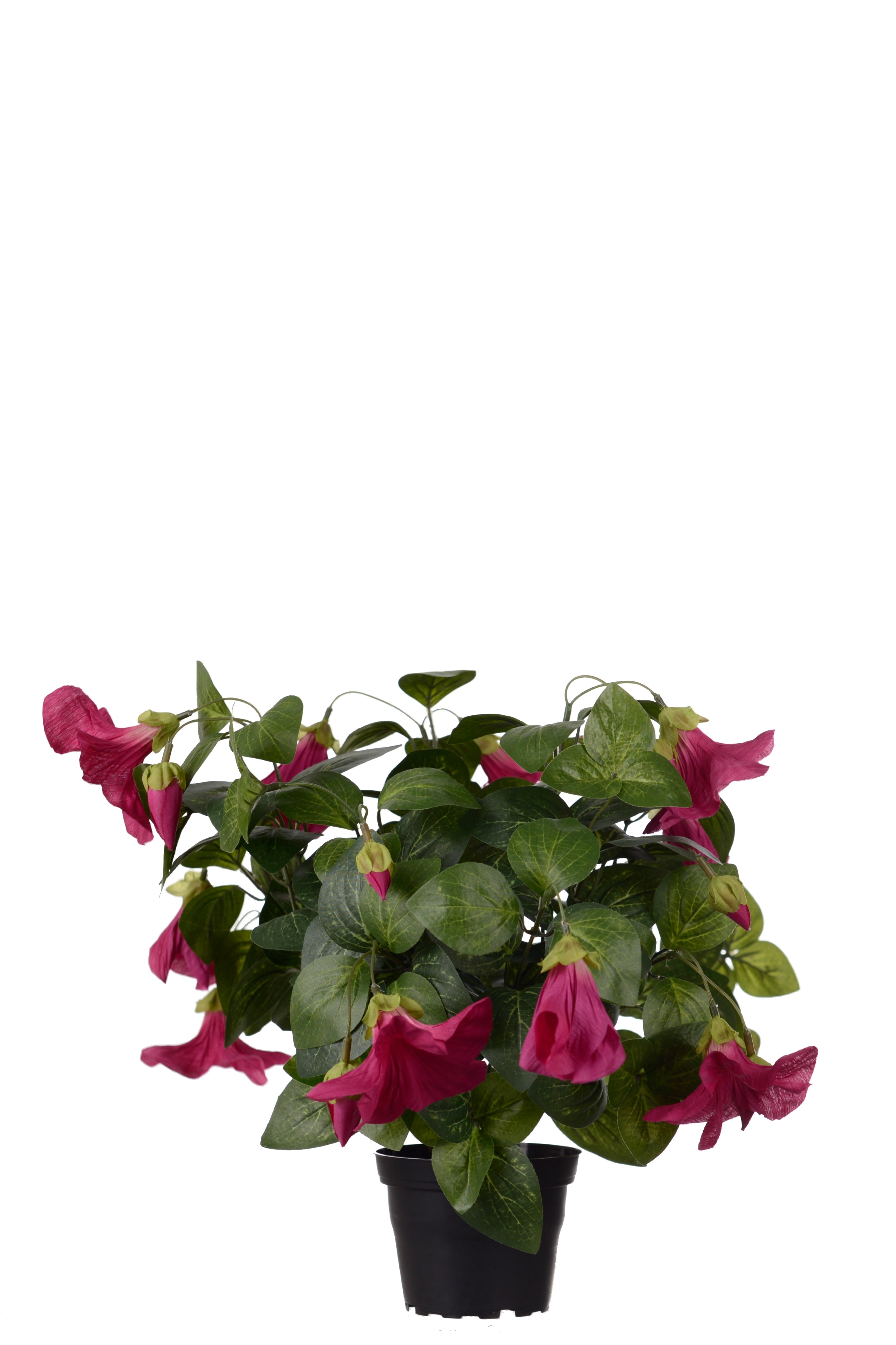 Petunia