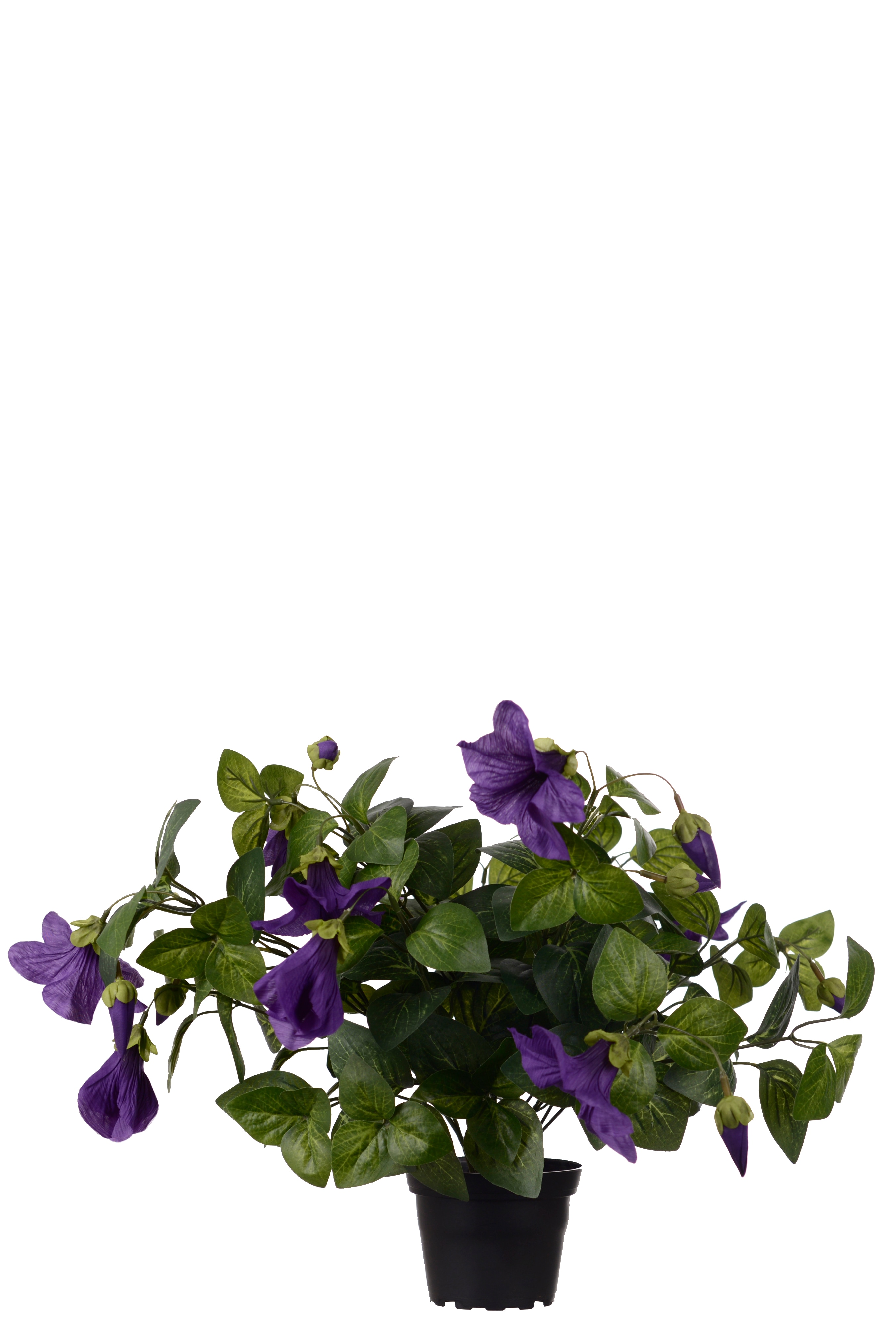 Petunia
