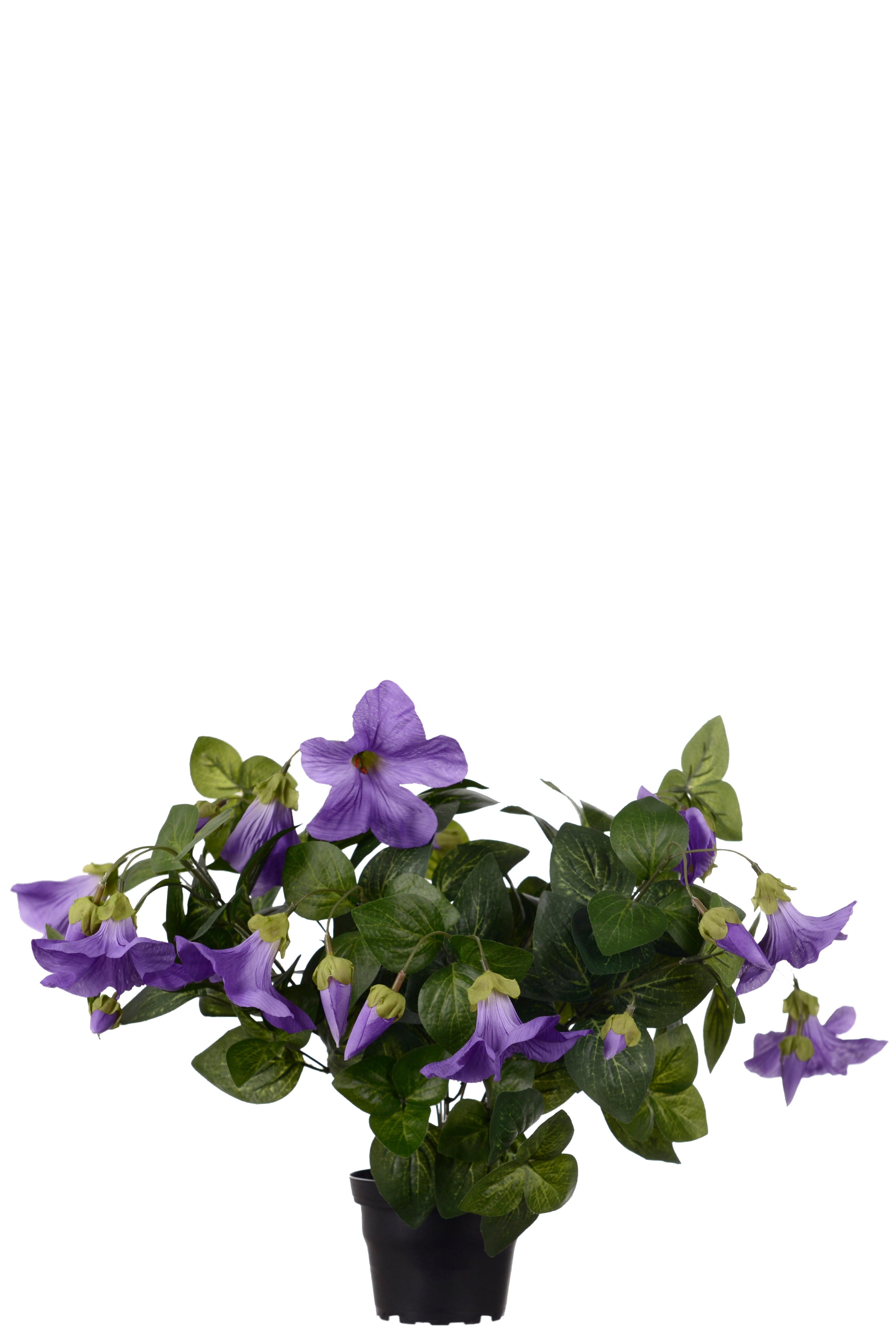 Petunia