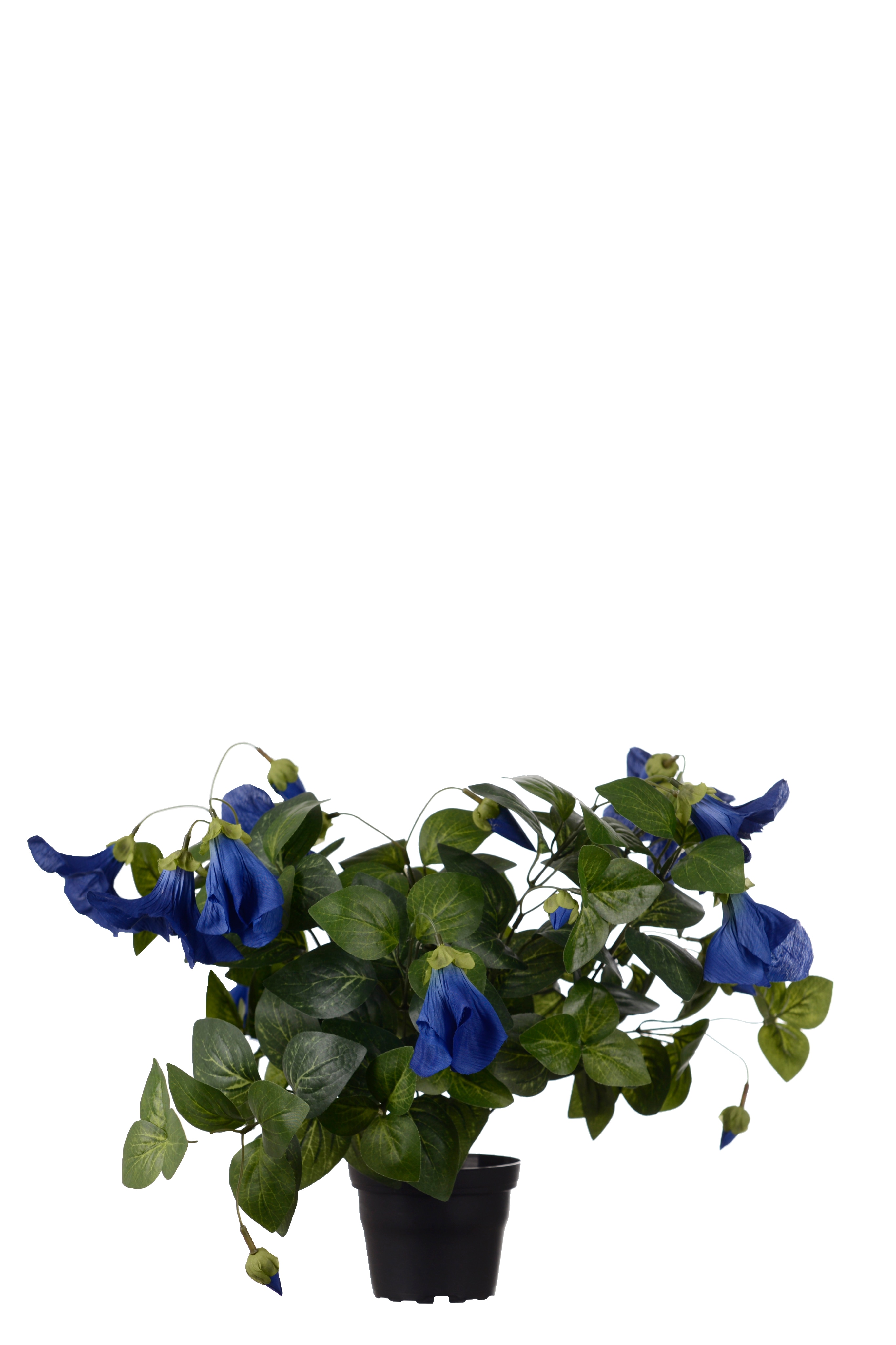 Petunia