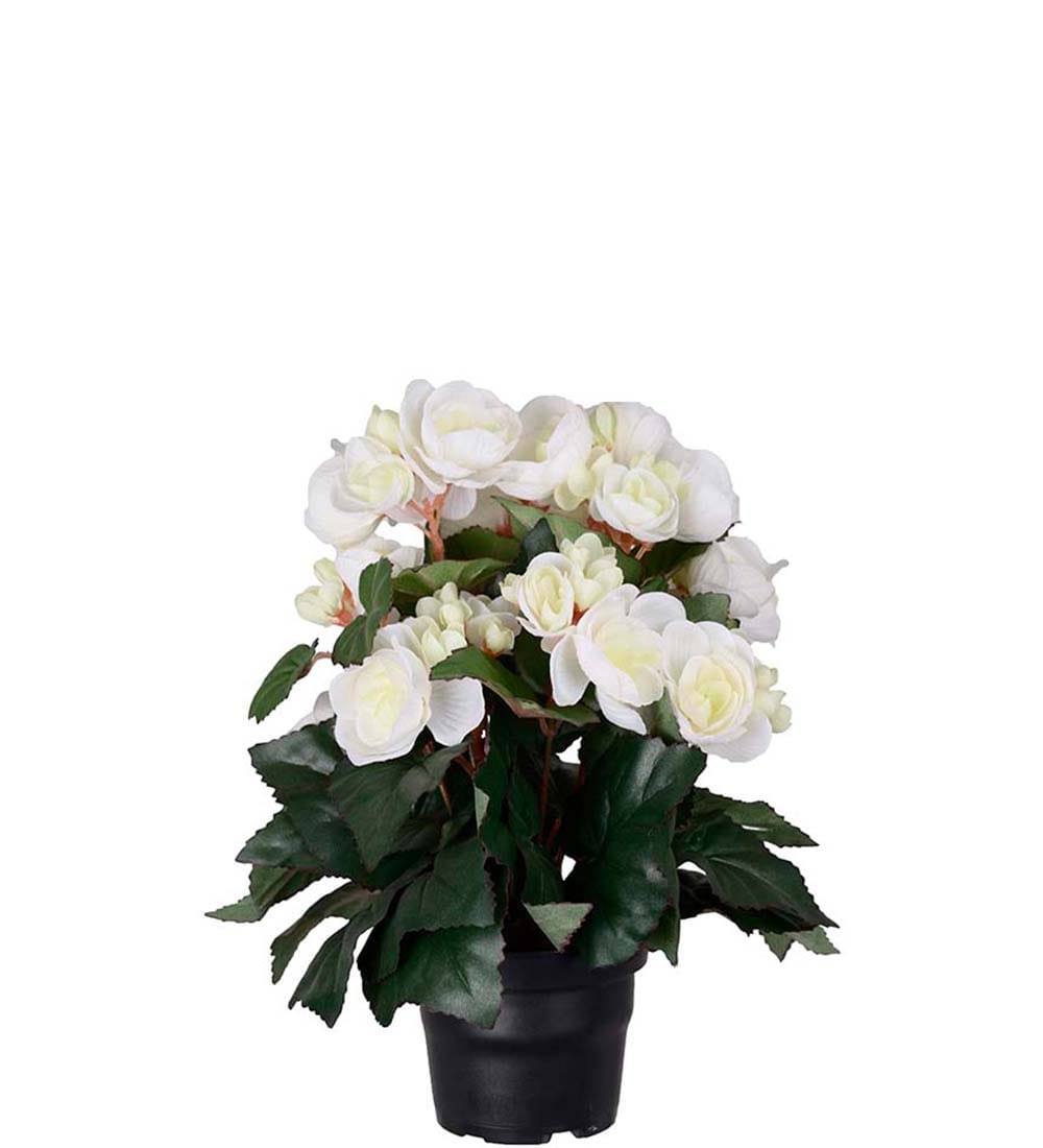 Begonia