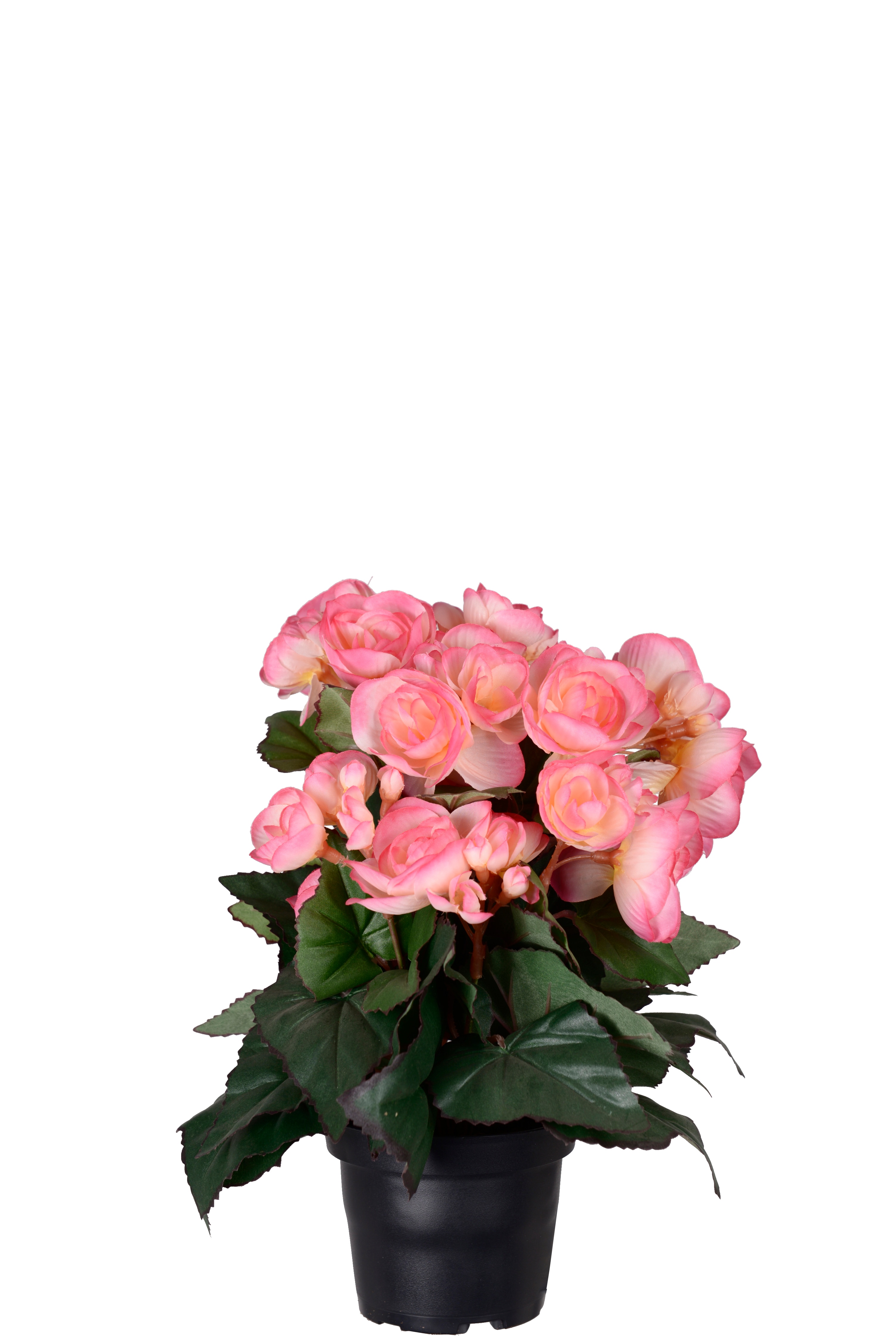 Begonia