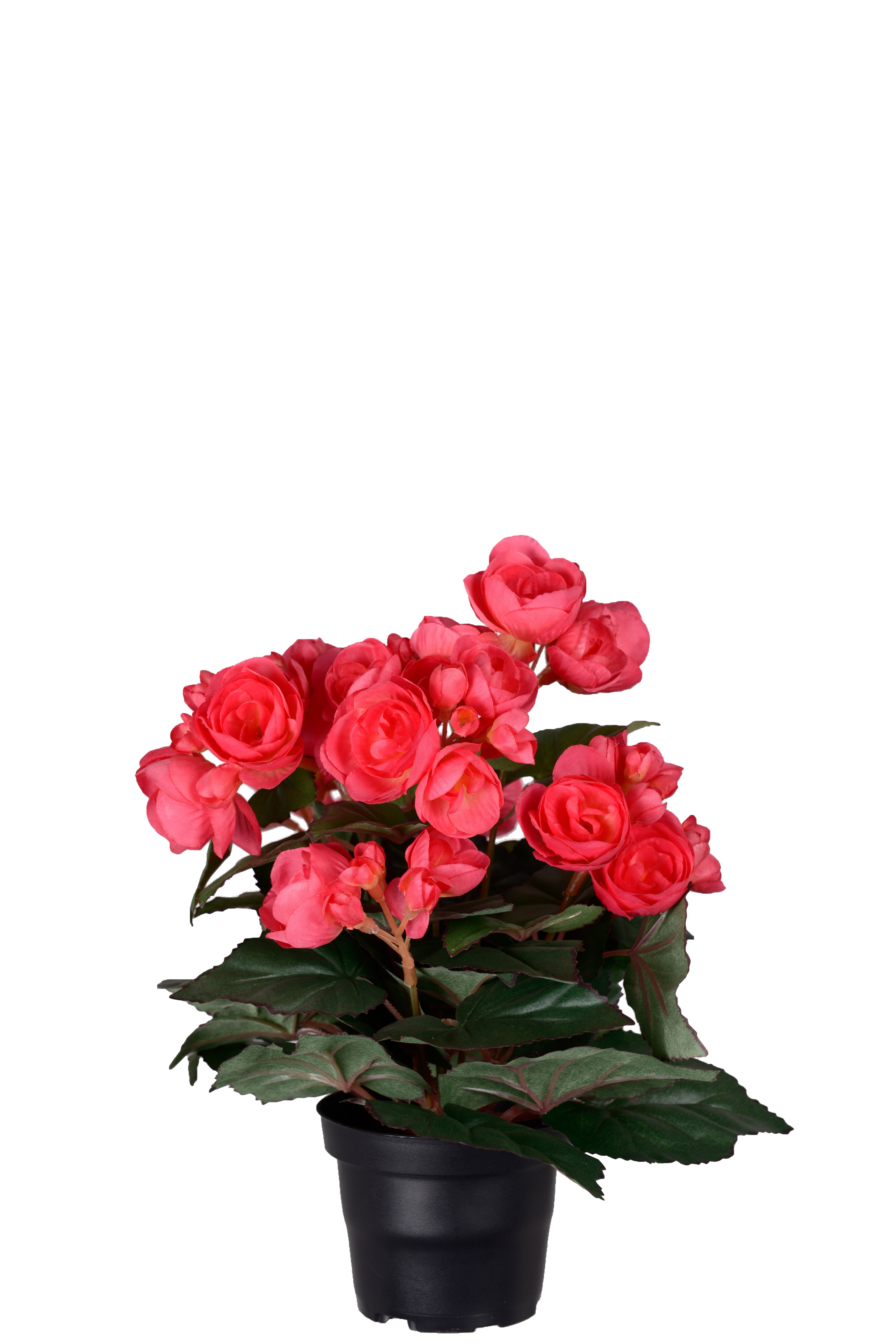 Begonia