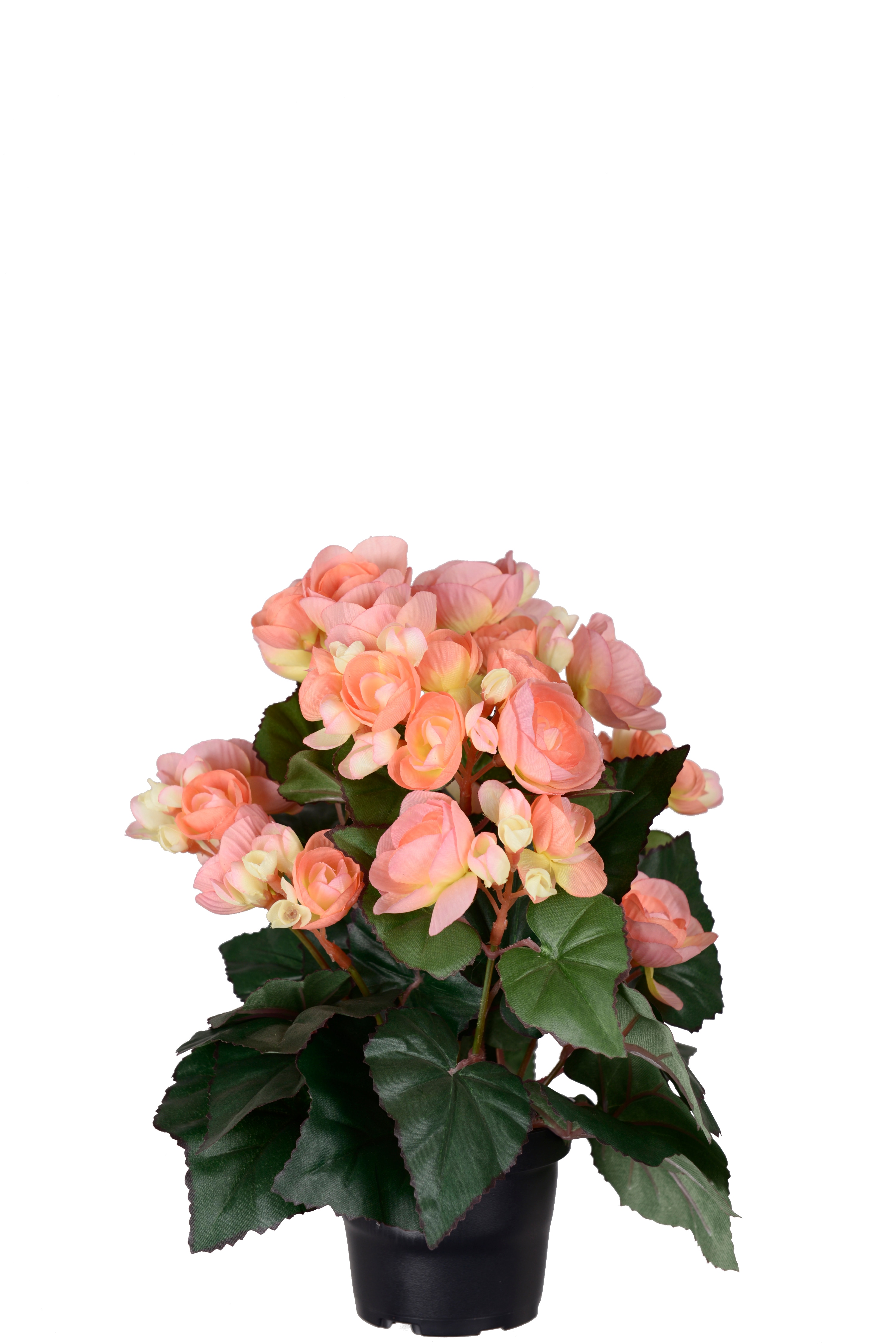 Begonia