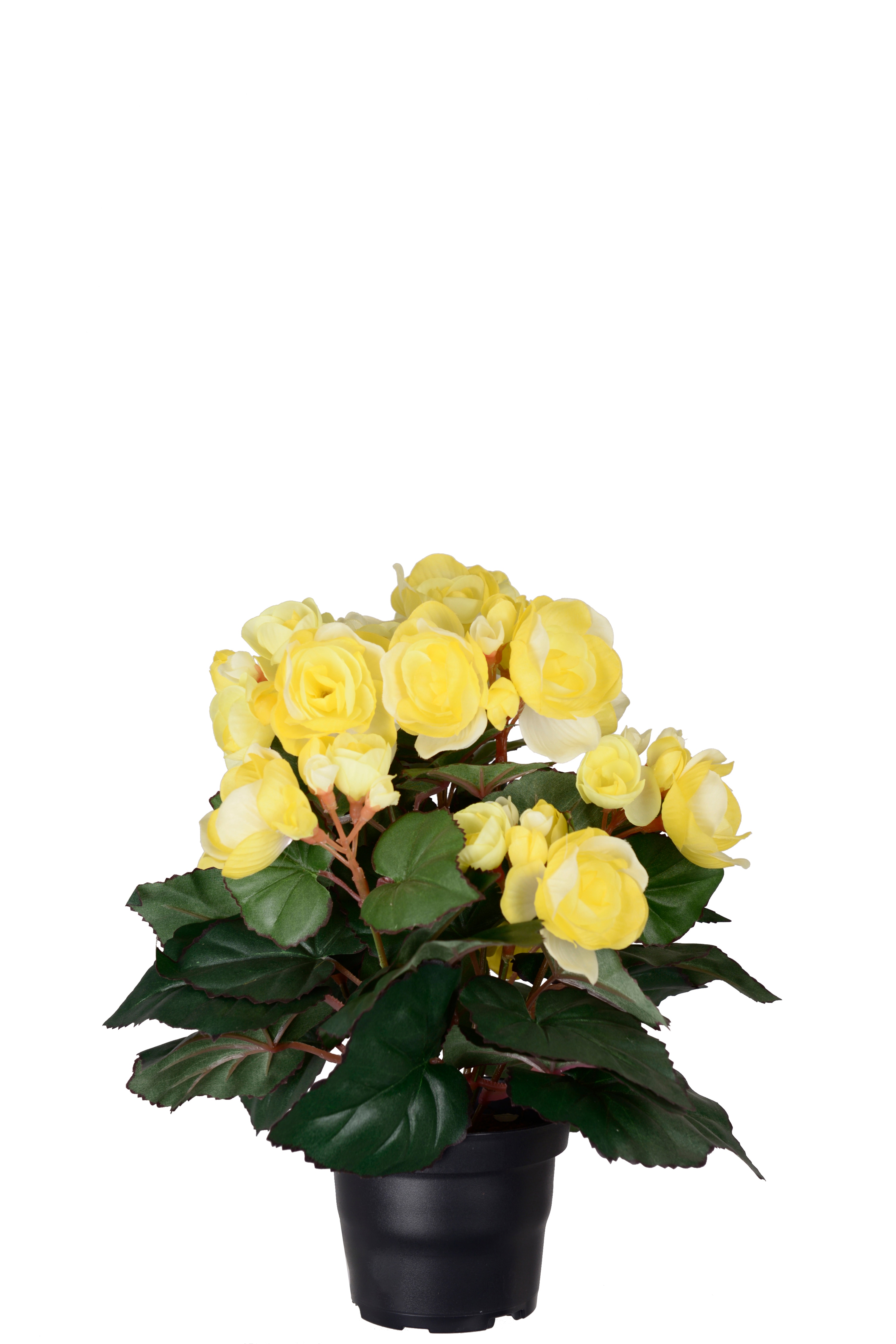 Begonia