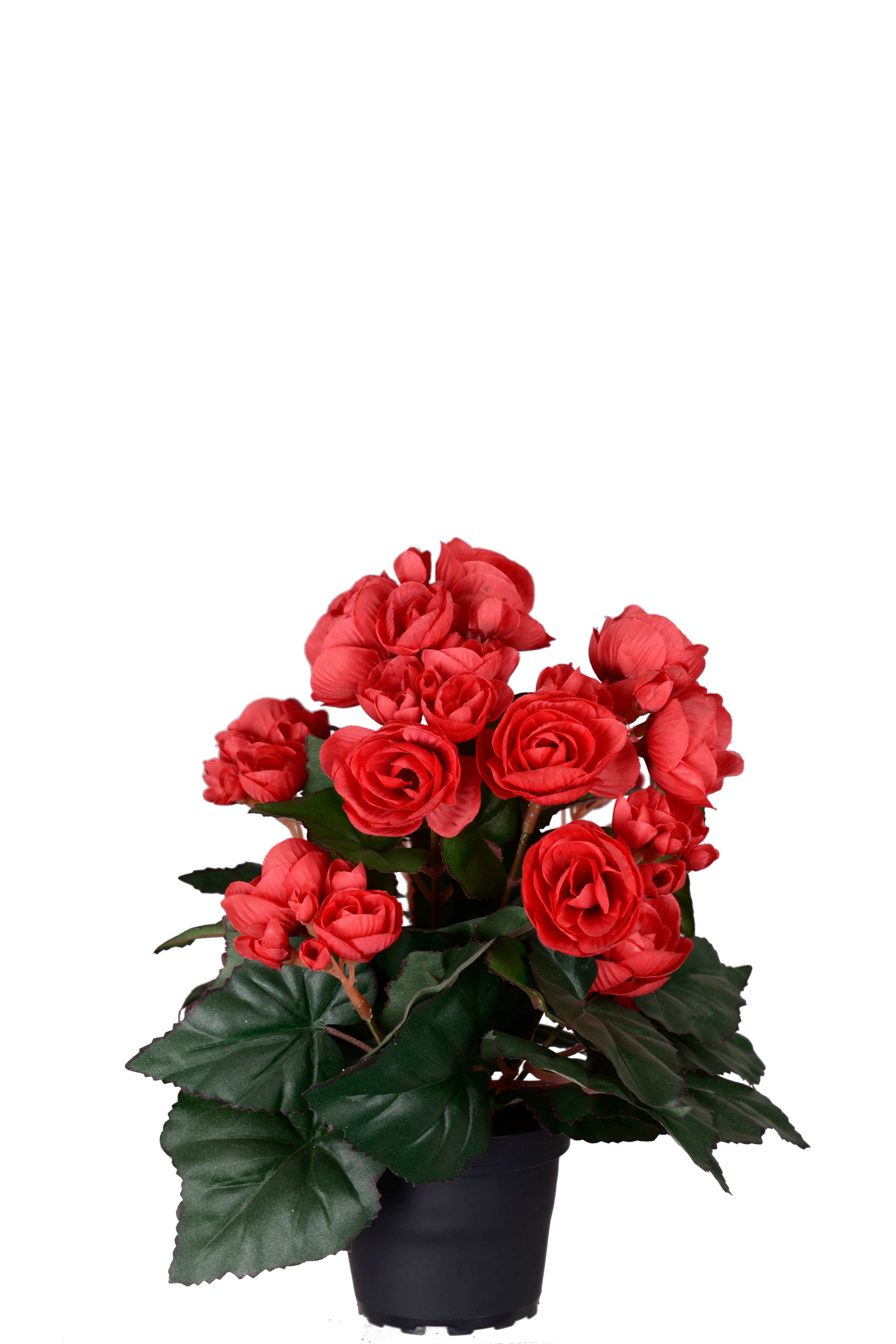 Begonia