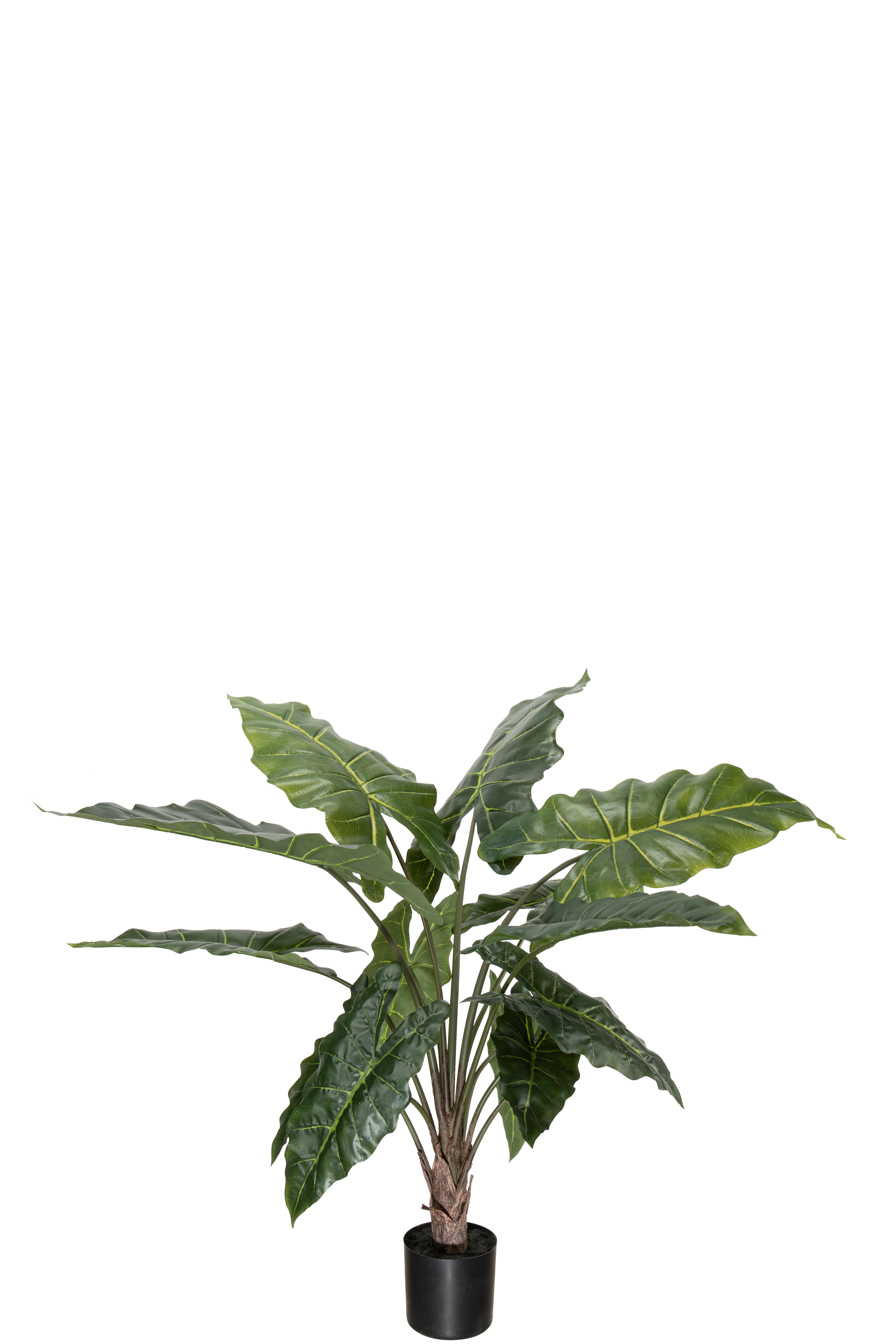 Alocasia
