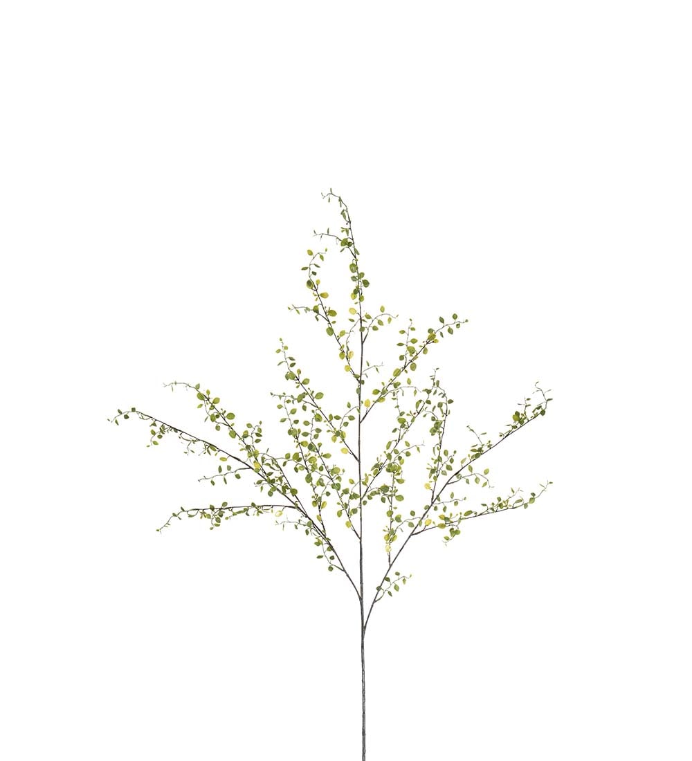Muehlenbeckia