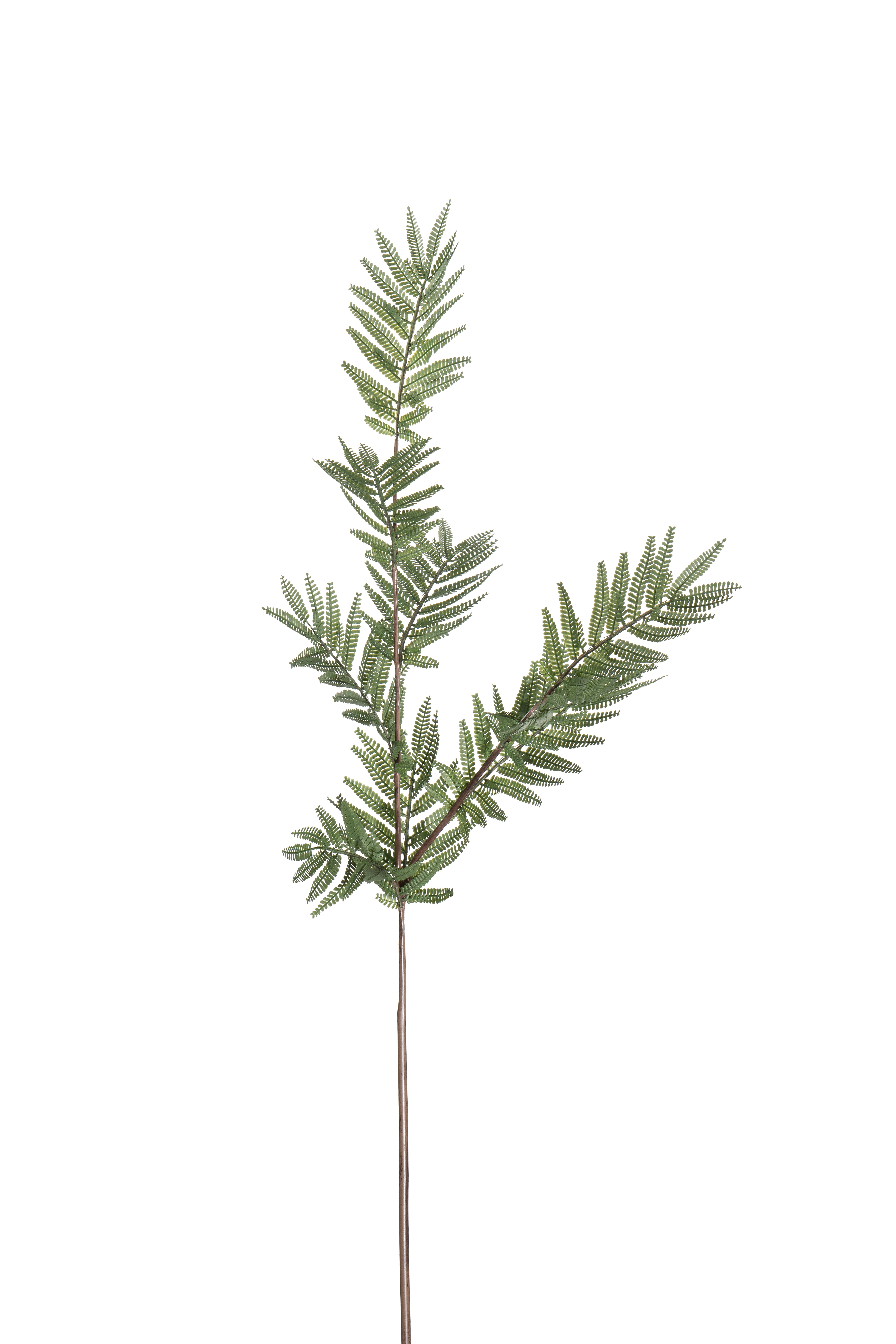 Ormbunke