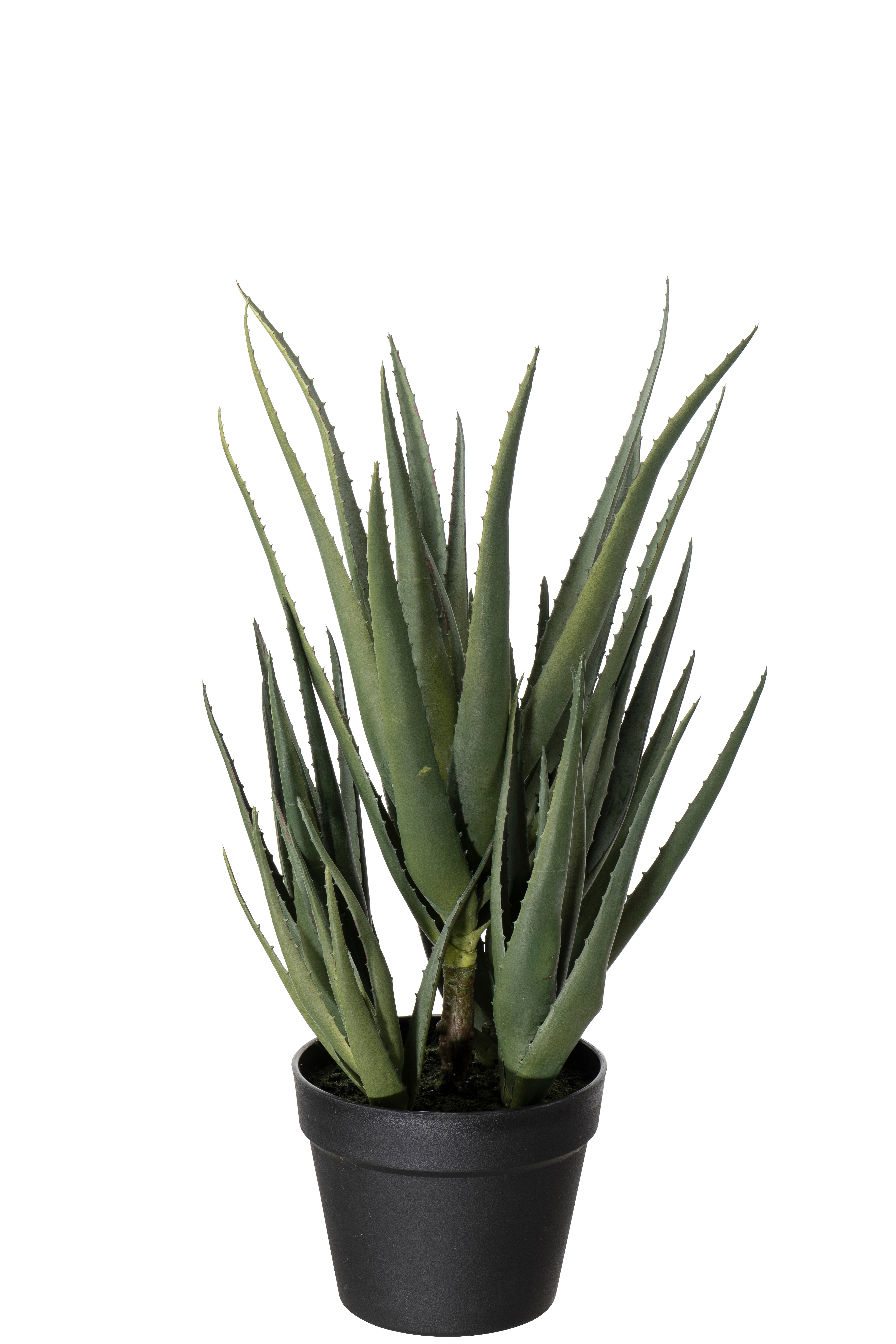 Aloe