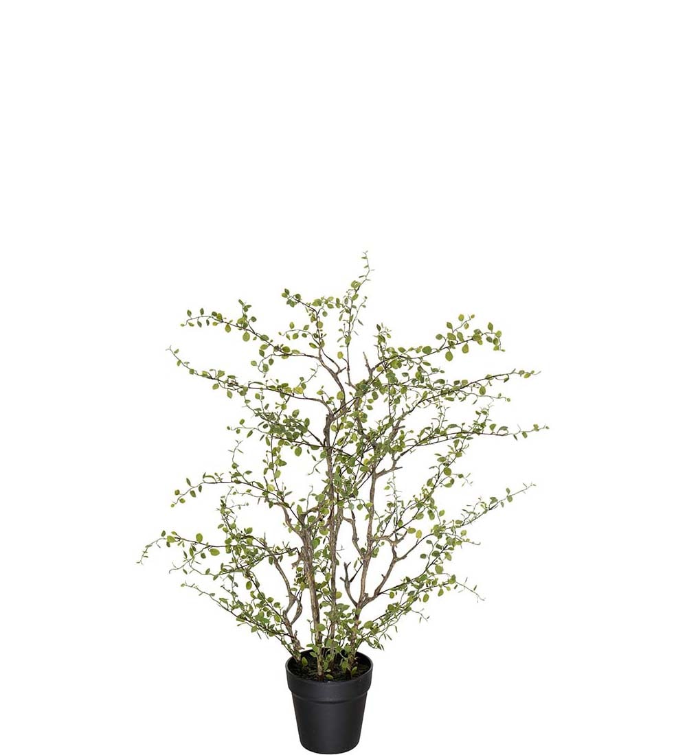 Muehlenbeckia